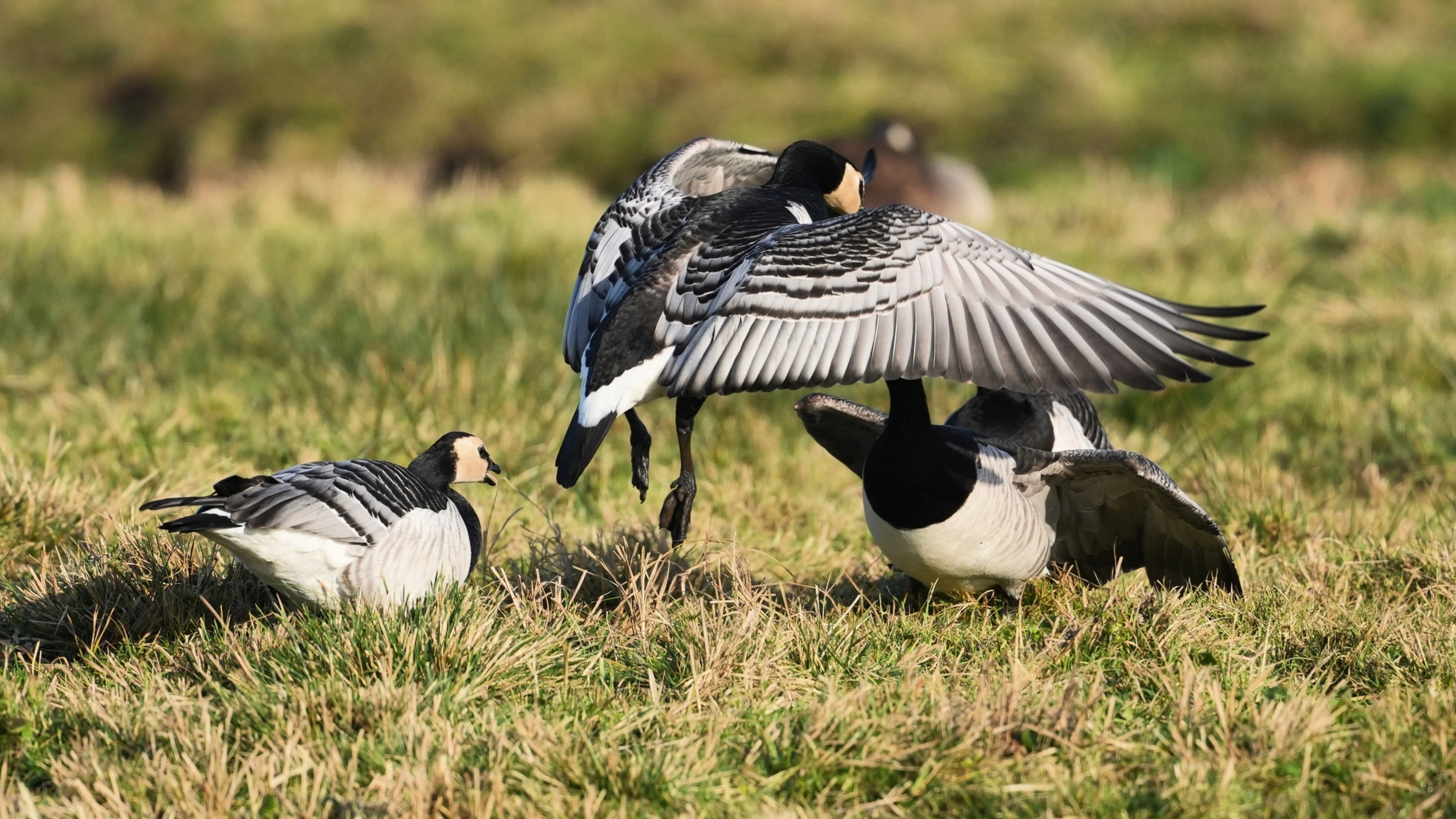 Barnacle Geese, Strijen, South Holland, Netherlands — photo by Jim Bennett