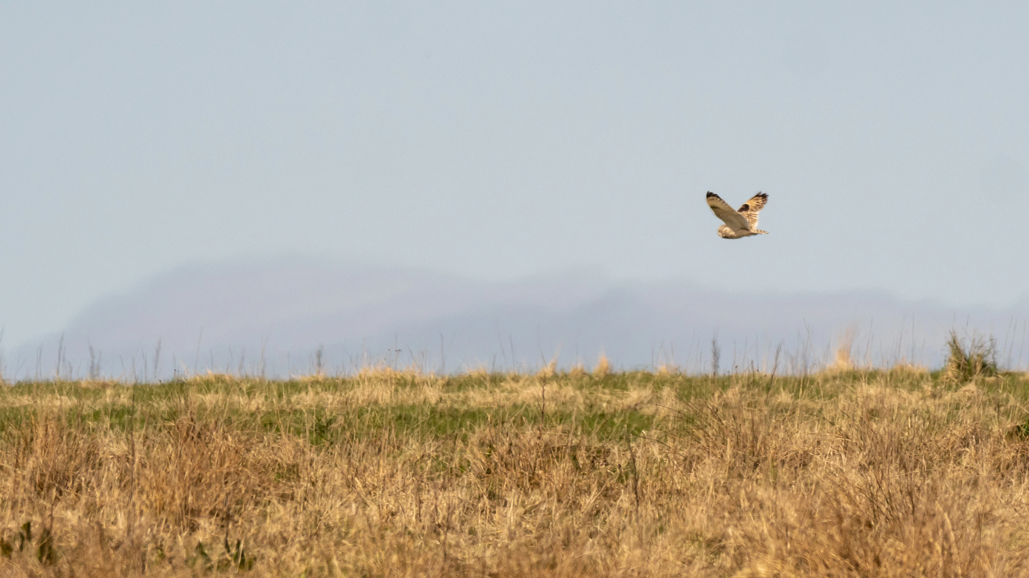 Short-eared Owl, Orkney, UK — photo by Jim Bennett
