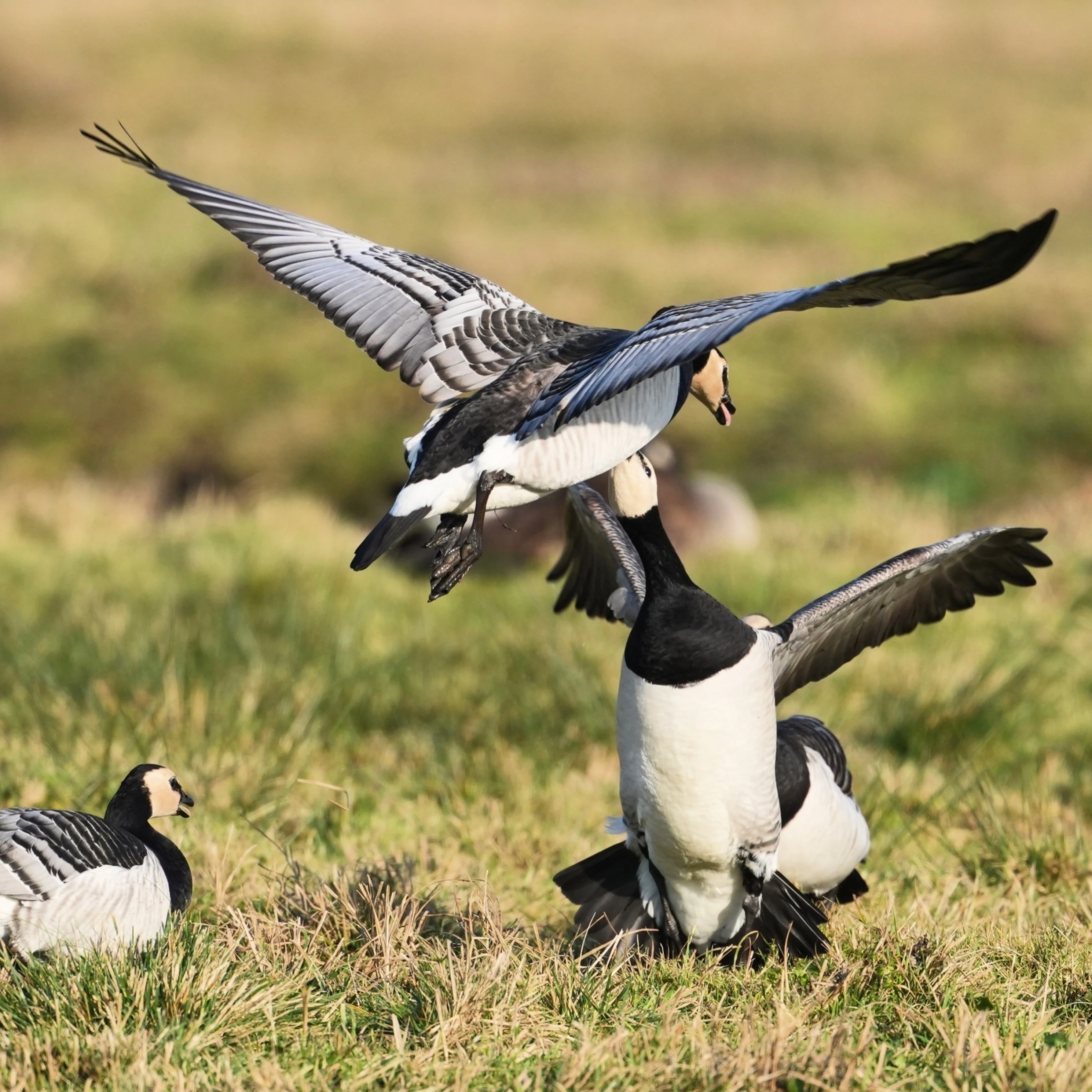 Barnacle Geese, Strijen, South Holland, Netherlands — photo by Jim Bennett