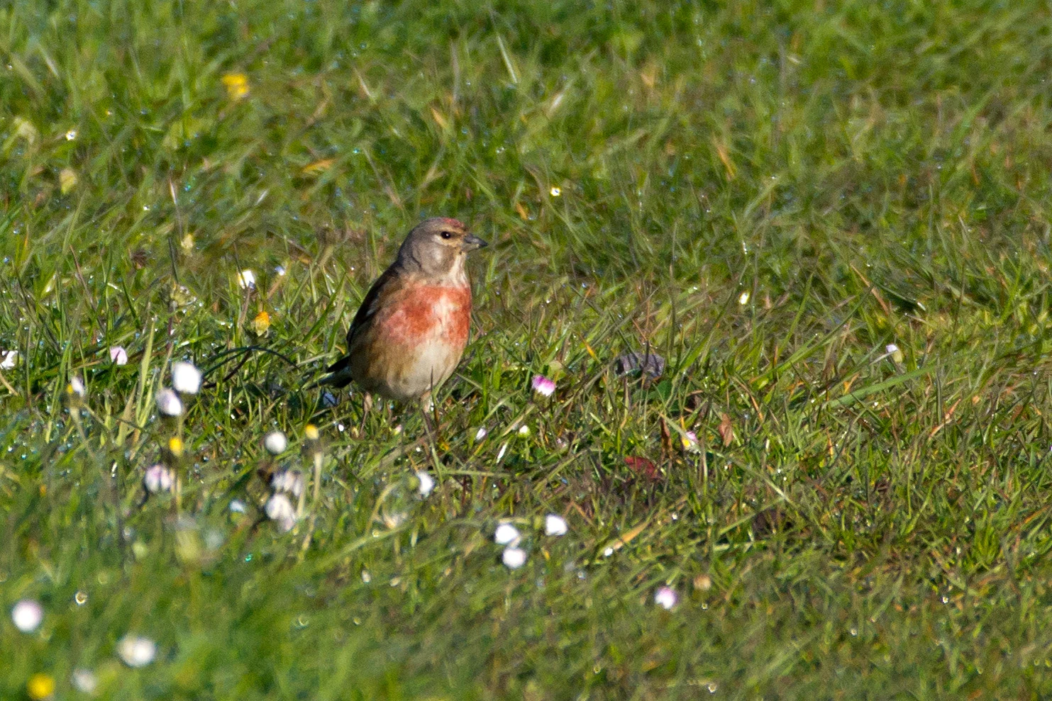 Linnet, Pennington Marsh, New Forest, UK — photo by Jim Bennett