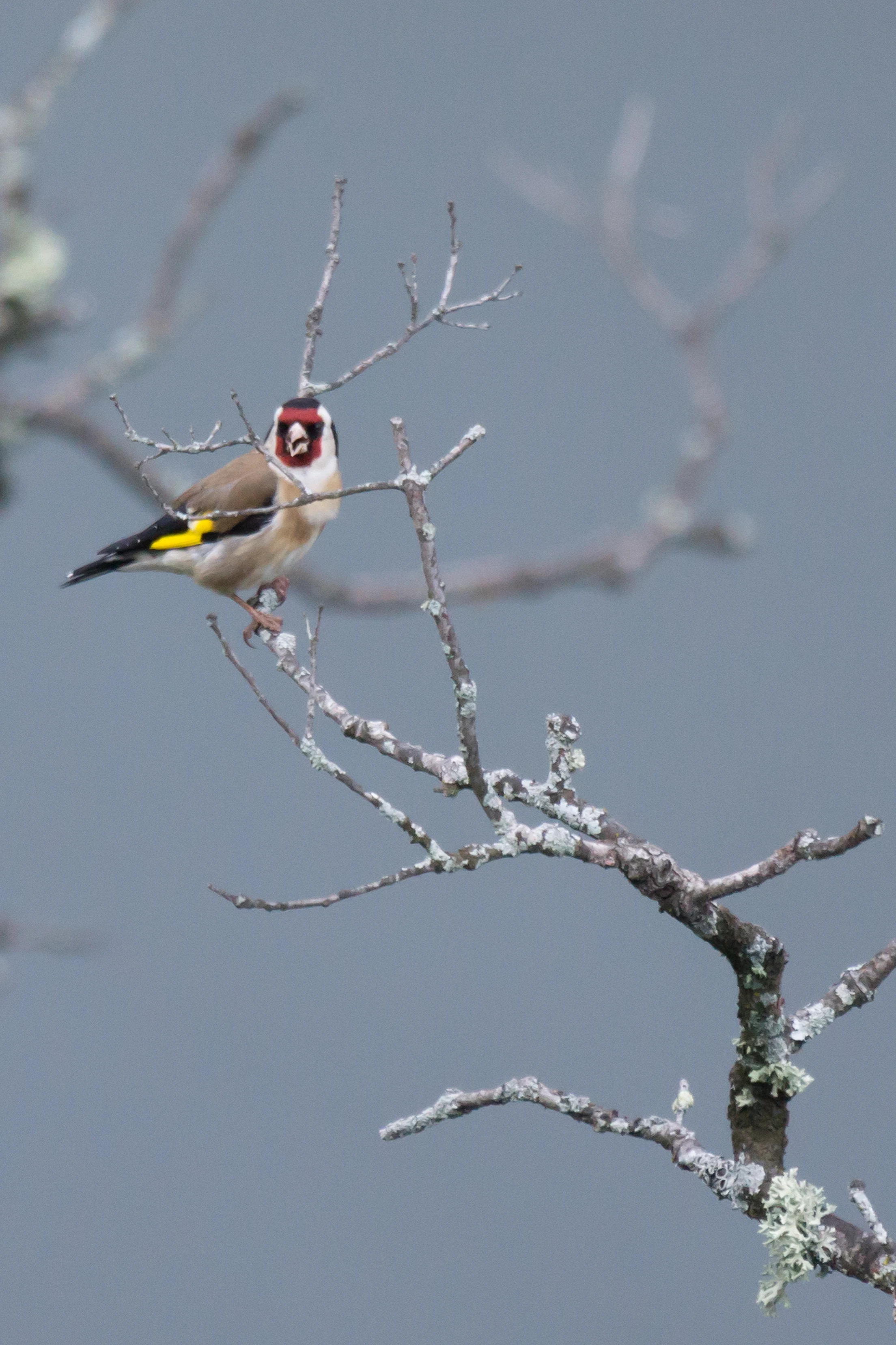 Goldfinch, Monfrague National Park, Extremadura, Spain — photo by Jim Bennett