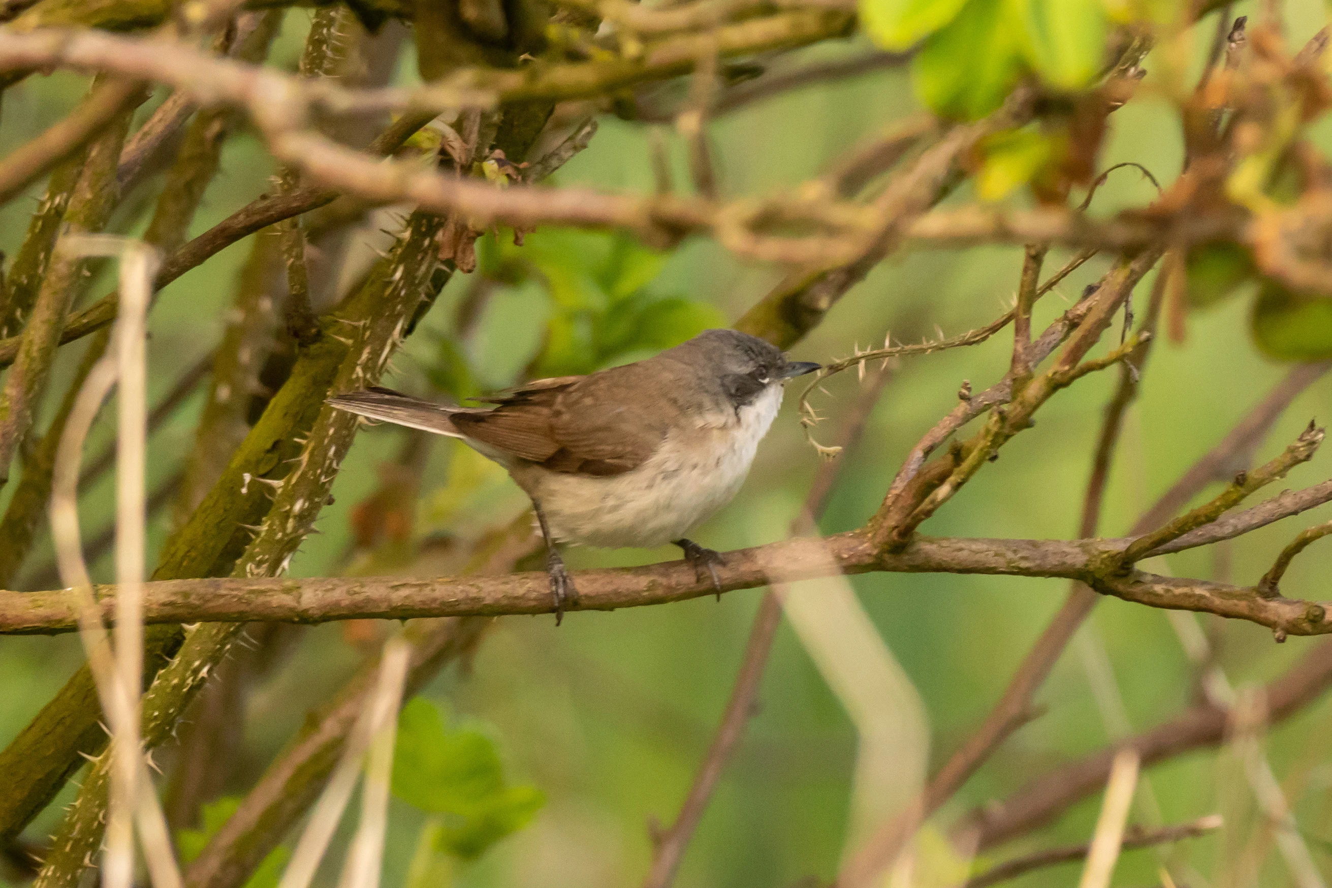 Lesser Whitethroat, Deerness, Orkney, UK — photo by Jim Bennett