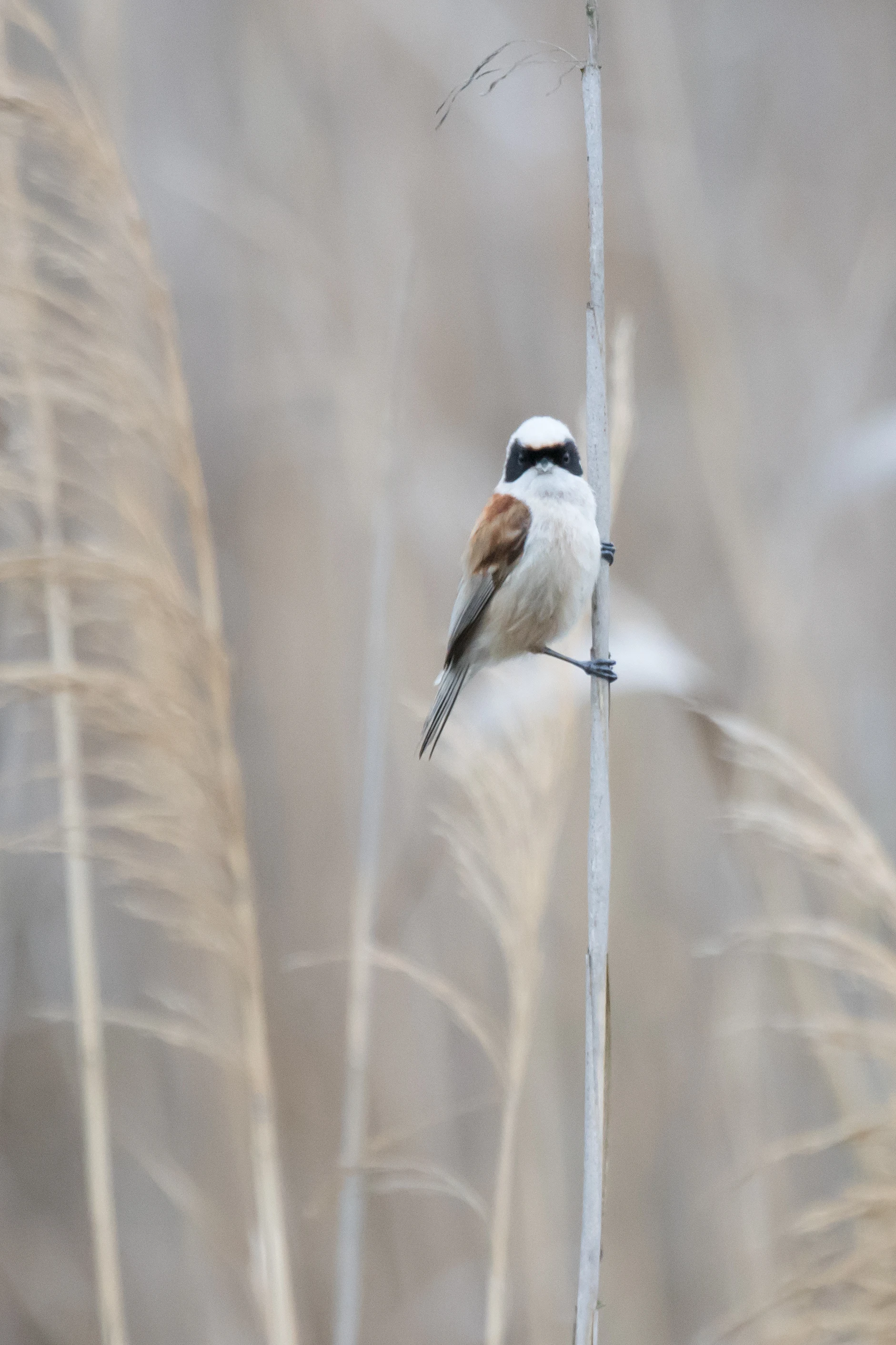 Penduline Tit, Bialystok, Poland — photo by Jim Bennett