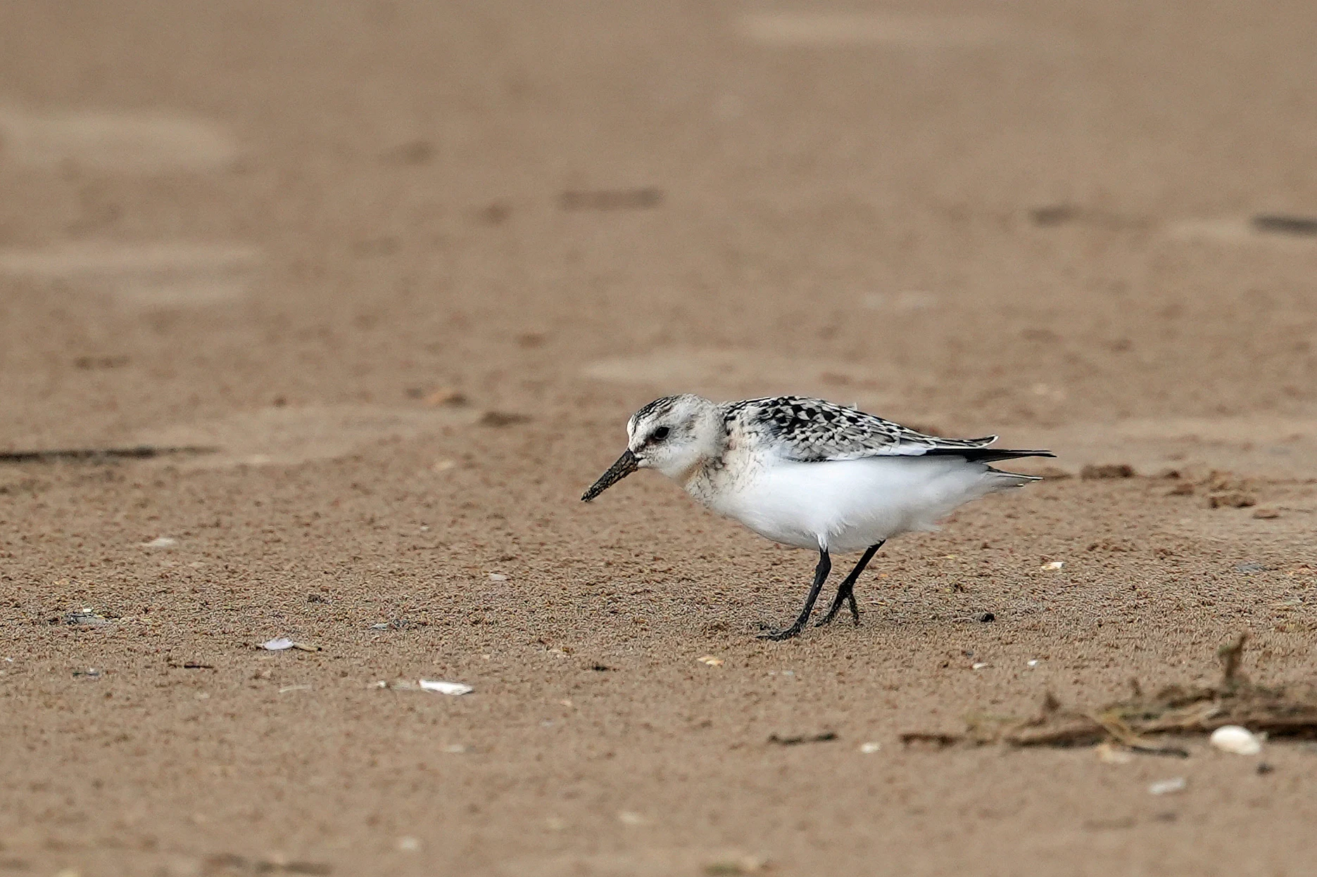 Sanderling, RSPB Titchwell, Norfolk, UK — photo by Jim Bennett