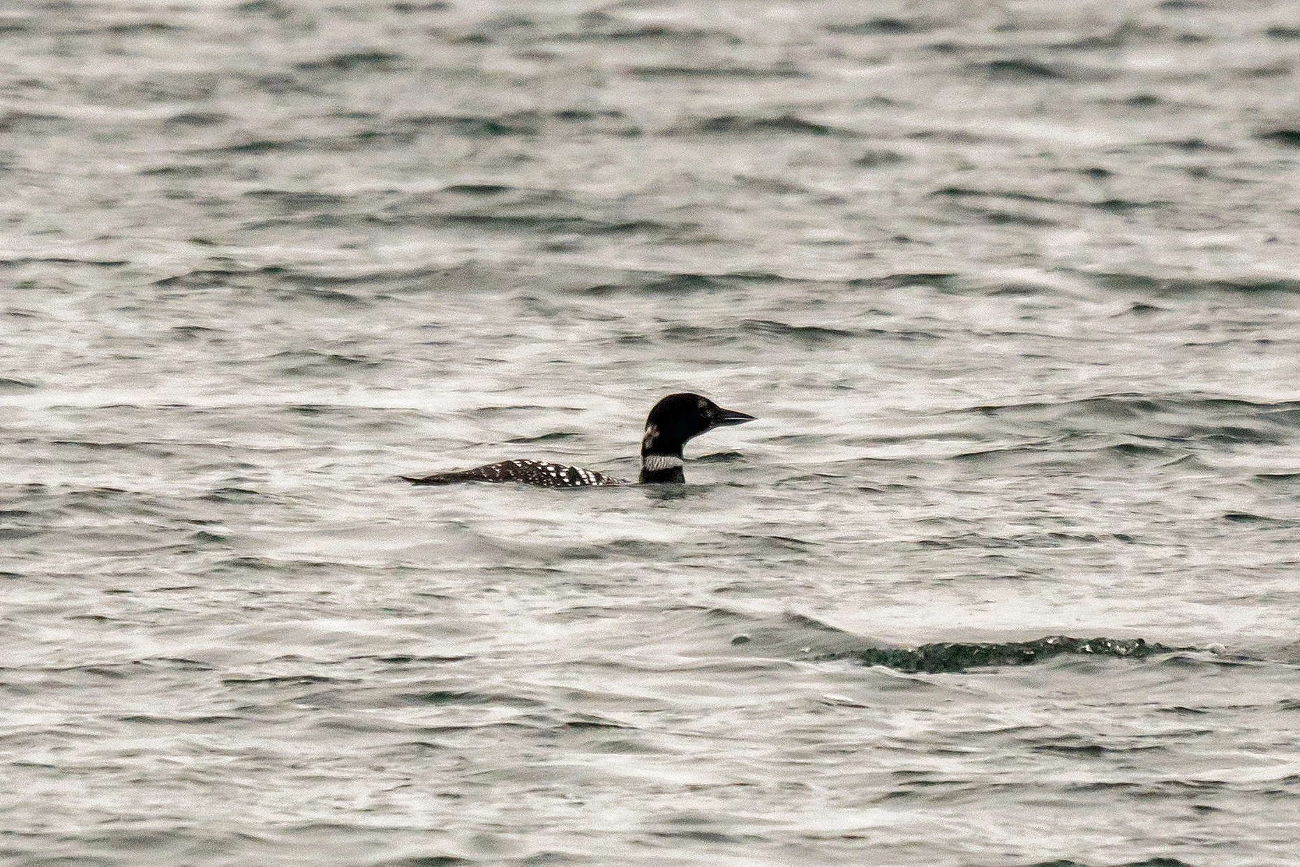 Great Northern Diver (Common Loon), Orkney, UK — photo by Jim Bennett