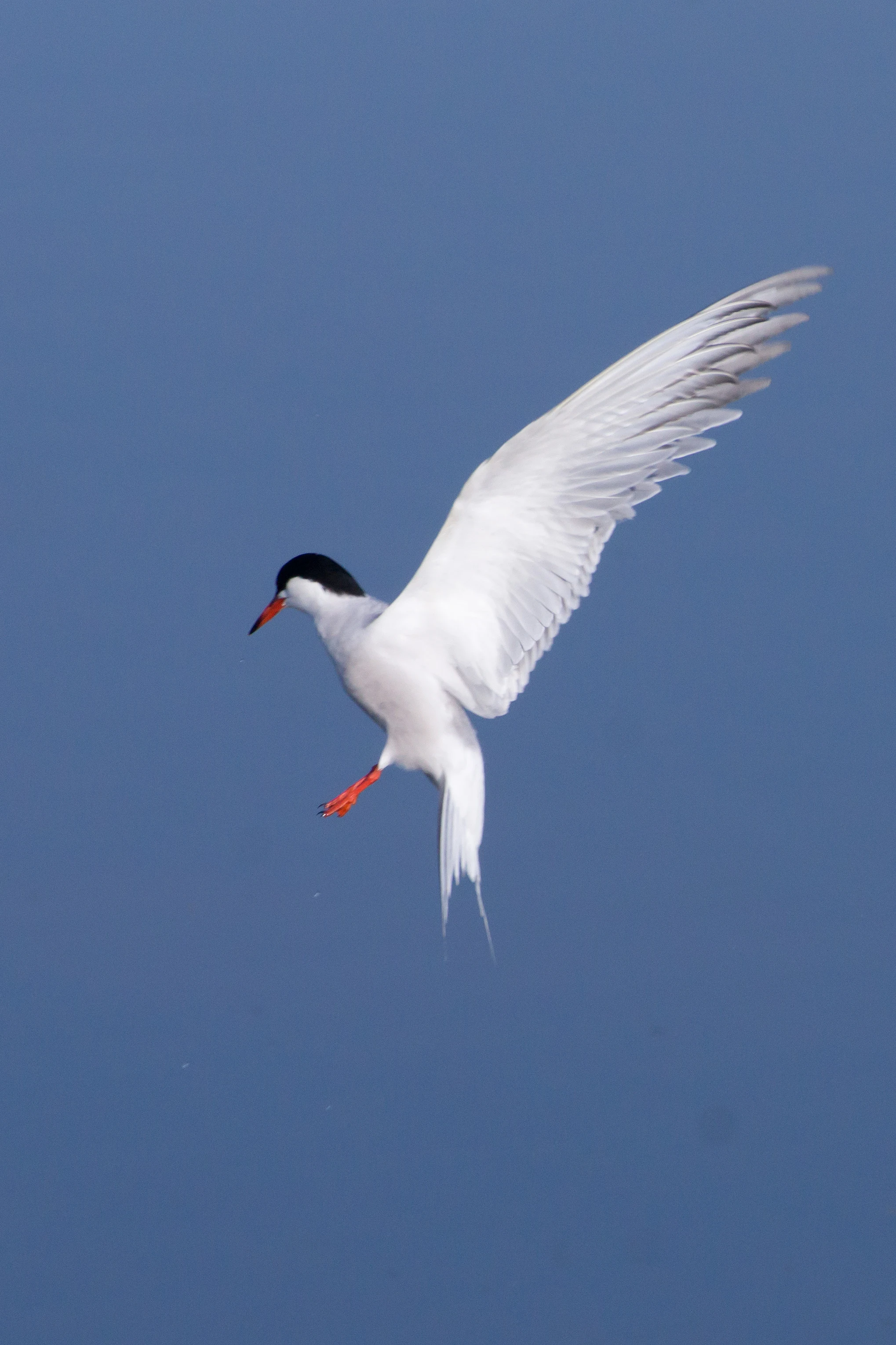 Common Tern, Pennington Marsh, New Forest, UK — photo by Jim Bennett