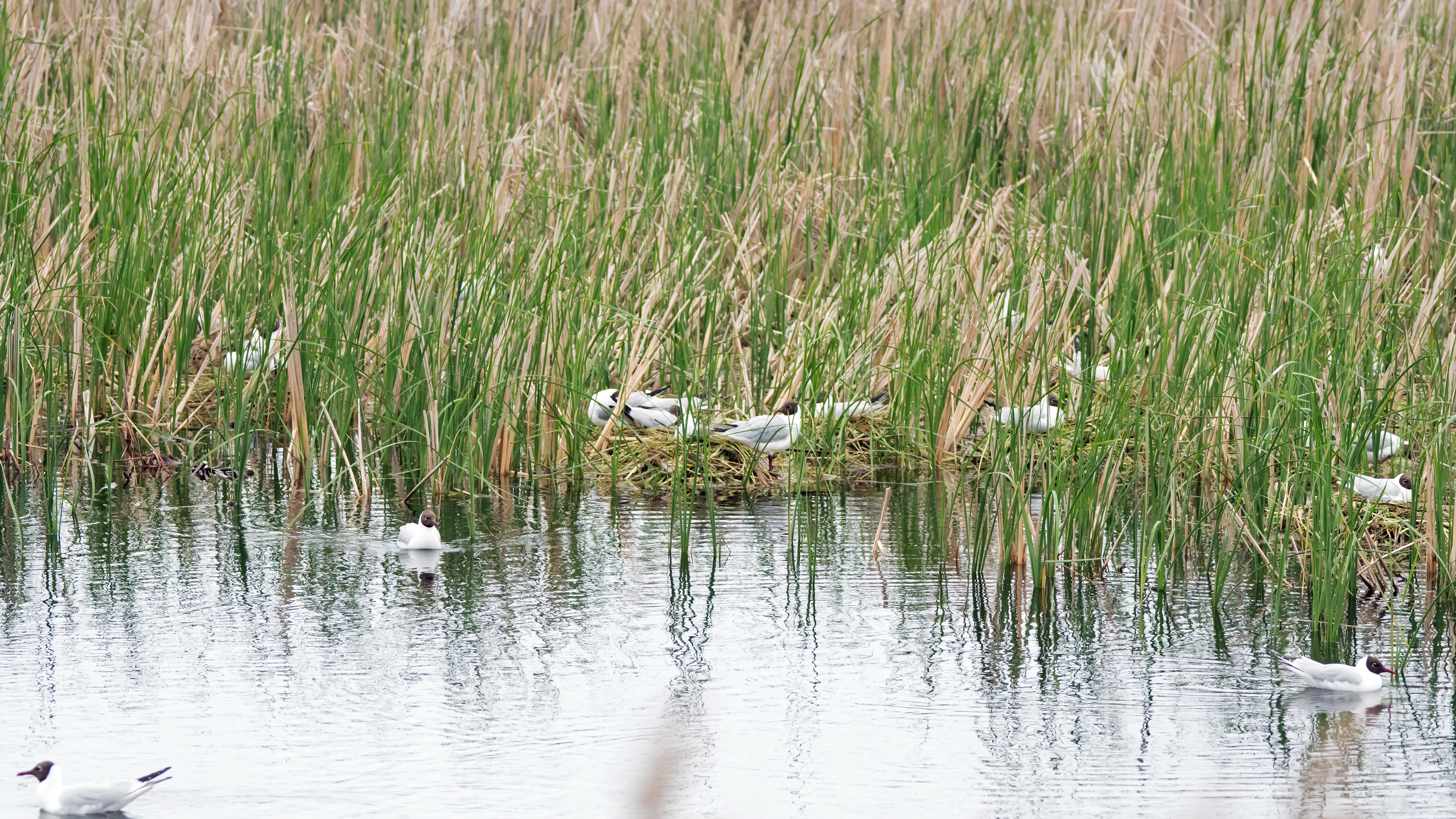 Black-headed Gull colony, Bialystok, Poland — photo by Jim Bennett