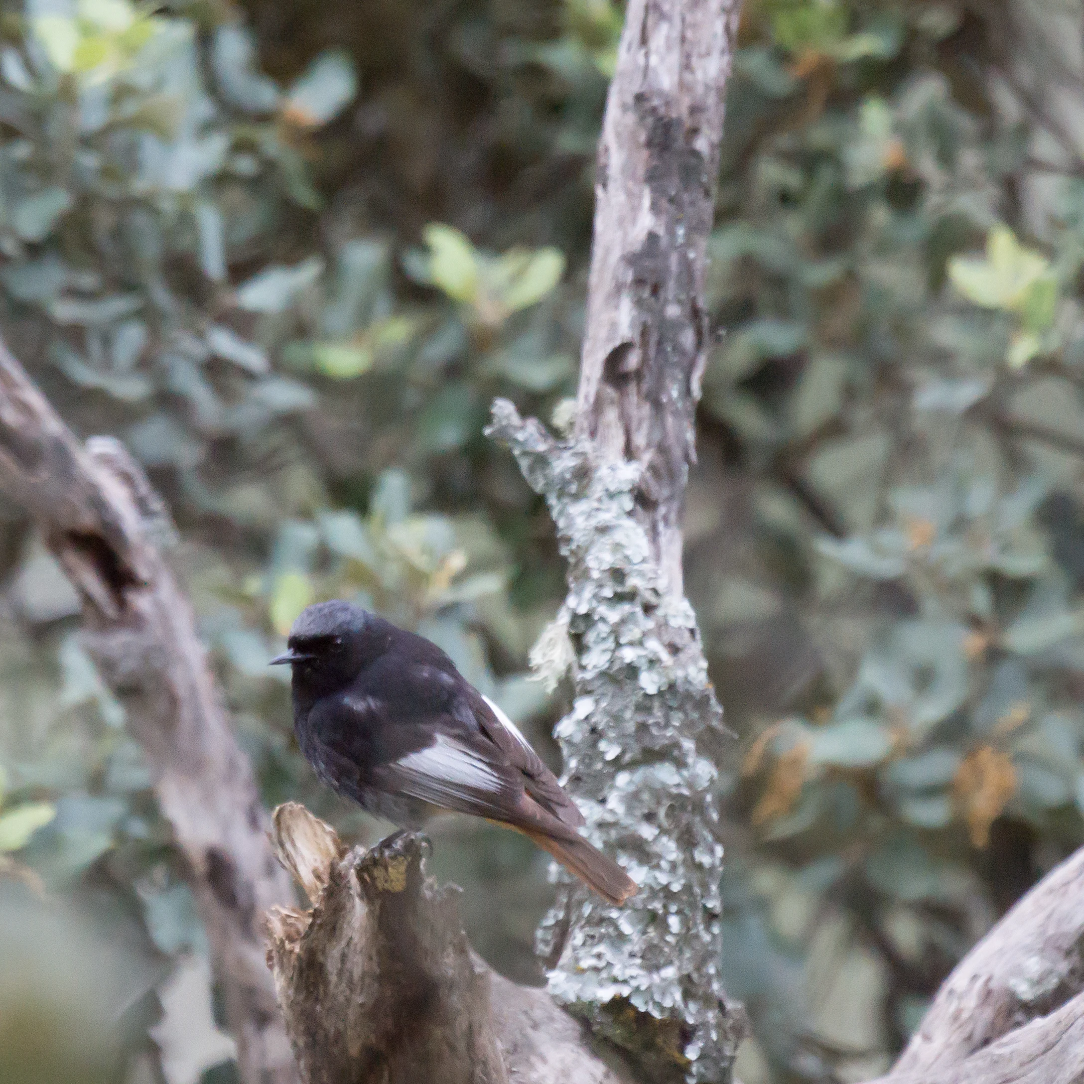 Black Redstart, Monfrague National Park, Extremadura, Spain — photo by Jim Bennett
