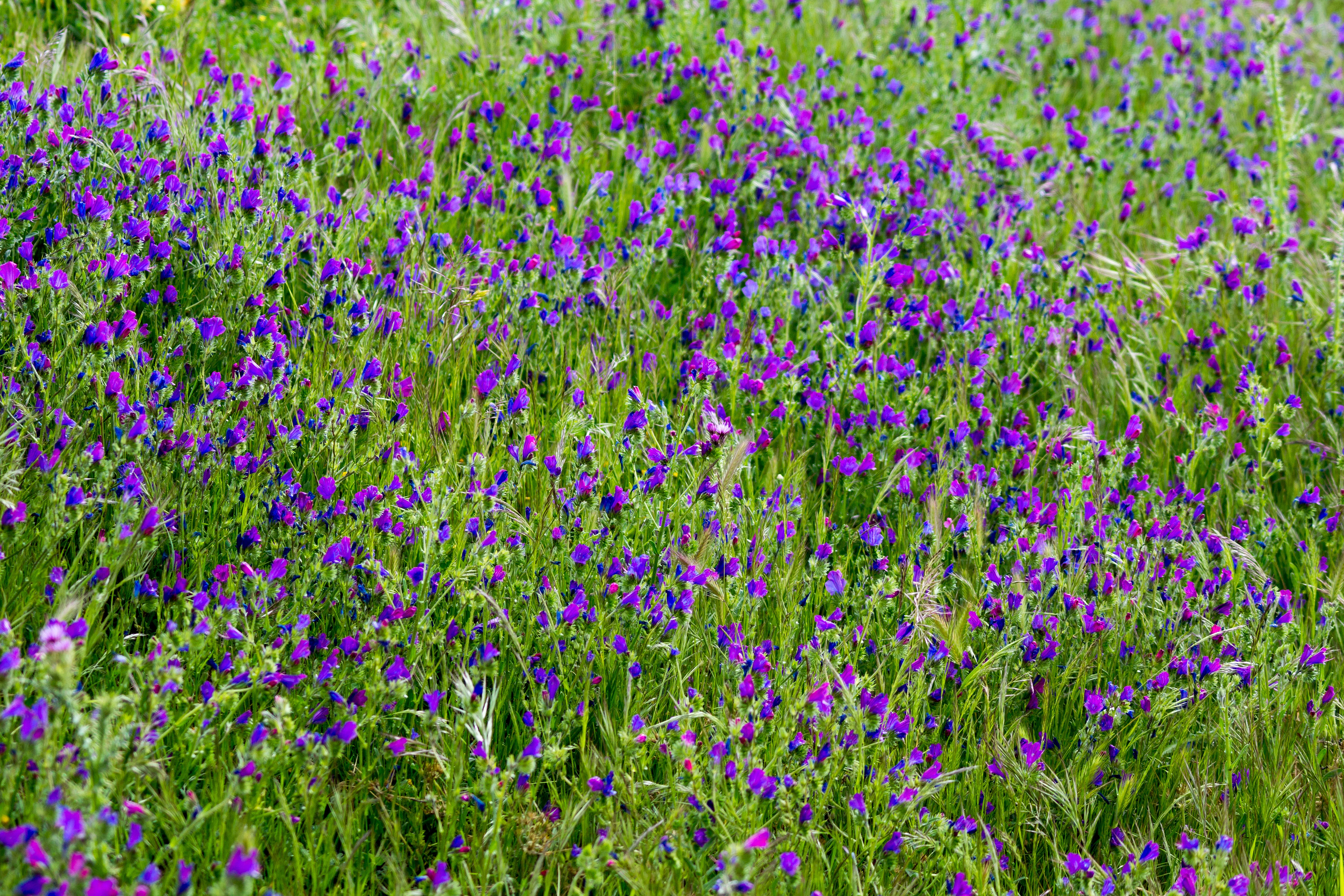 DSC00778, Monfrague National Park, Extremadura, Spain — photo by Jim Bennett