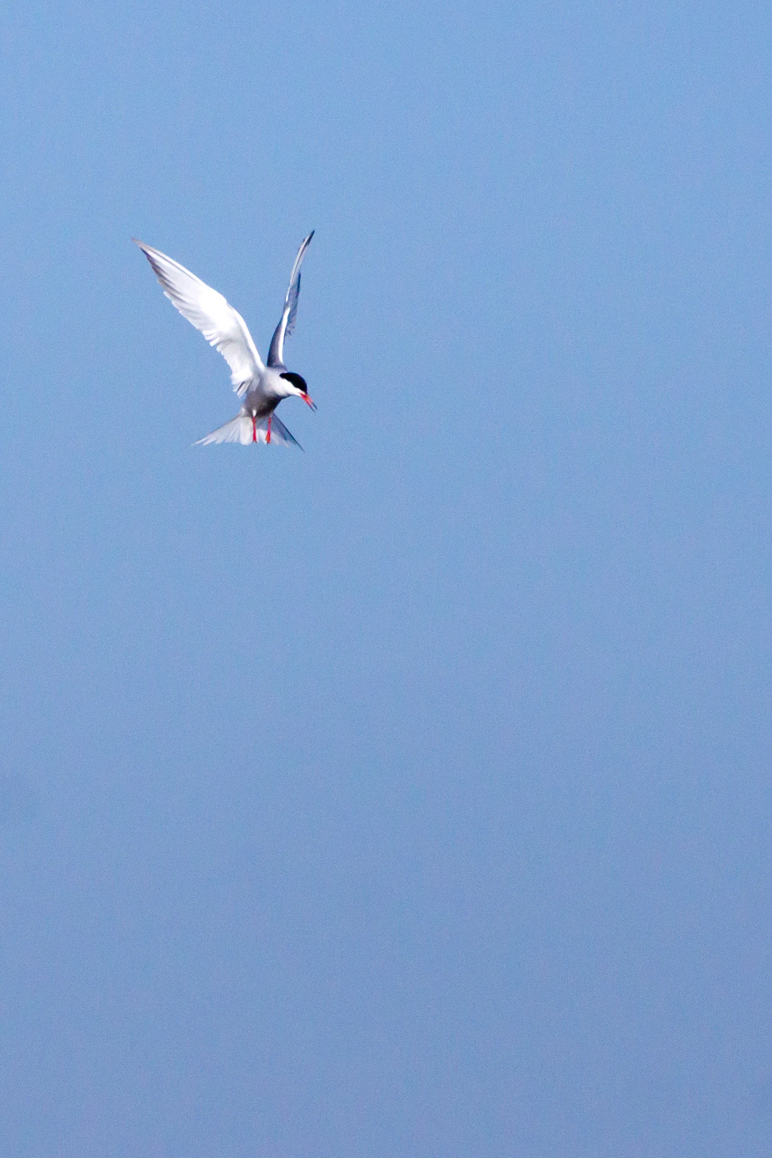 Common Tern, Pennington Marsh, New Forest, UK — photo by Jim Bennett