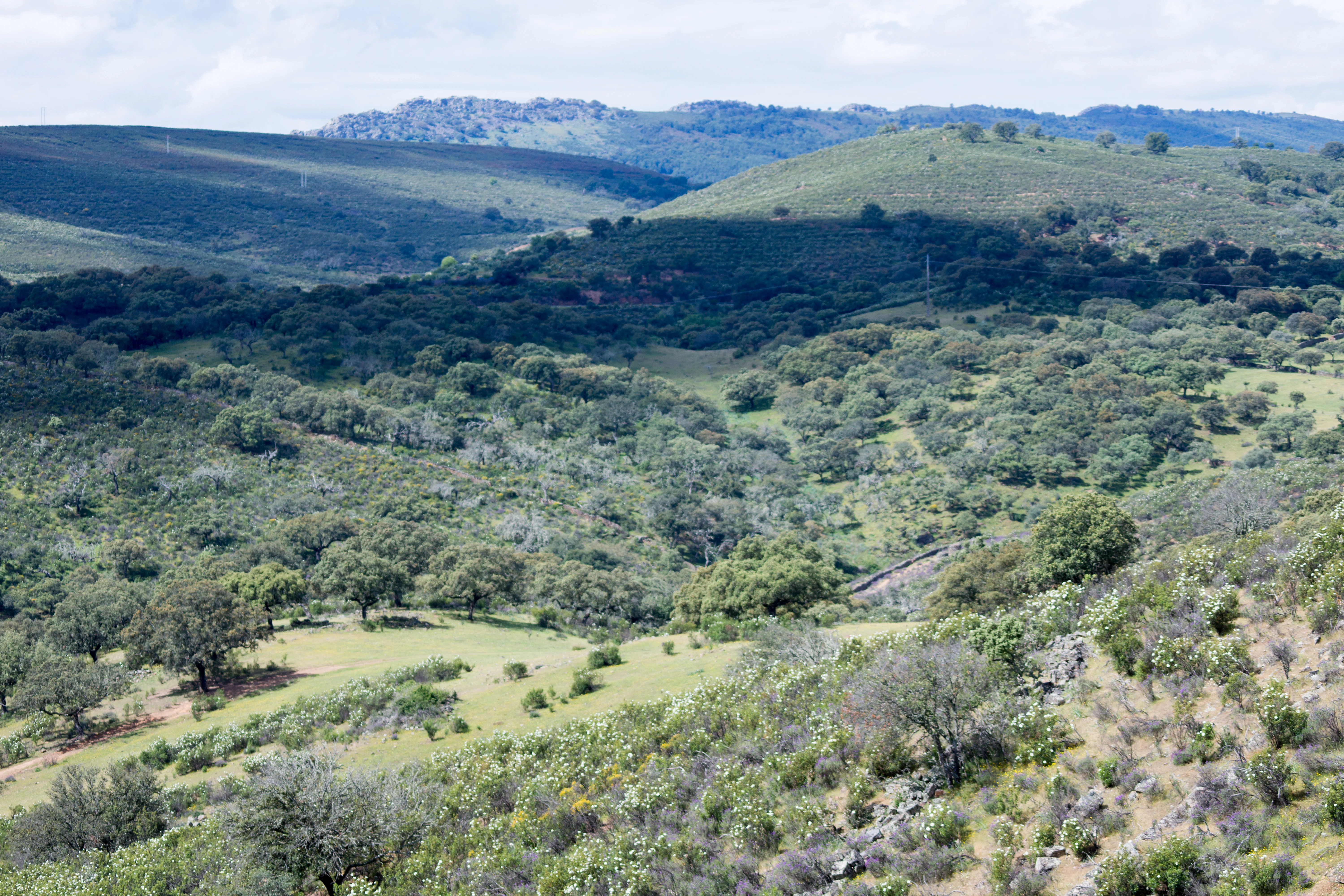 DSC00785, Monfrague National Park, Extremadura, Spain — photo by Jim Bennett