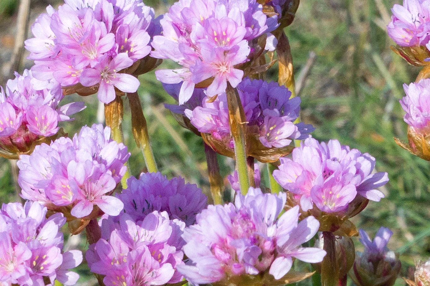 Thrift on the sea wall, Pennington Marsh, New Forest, UK — photo by Jim Bennett