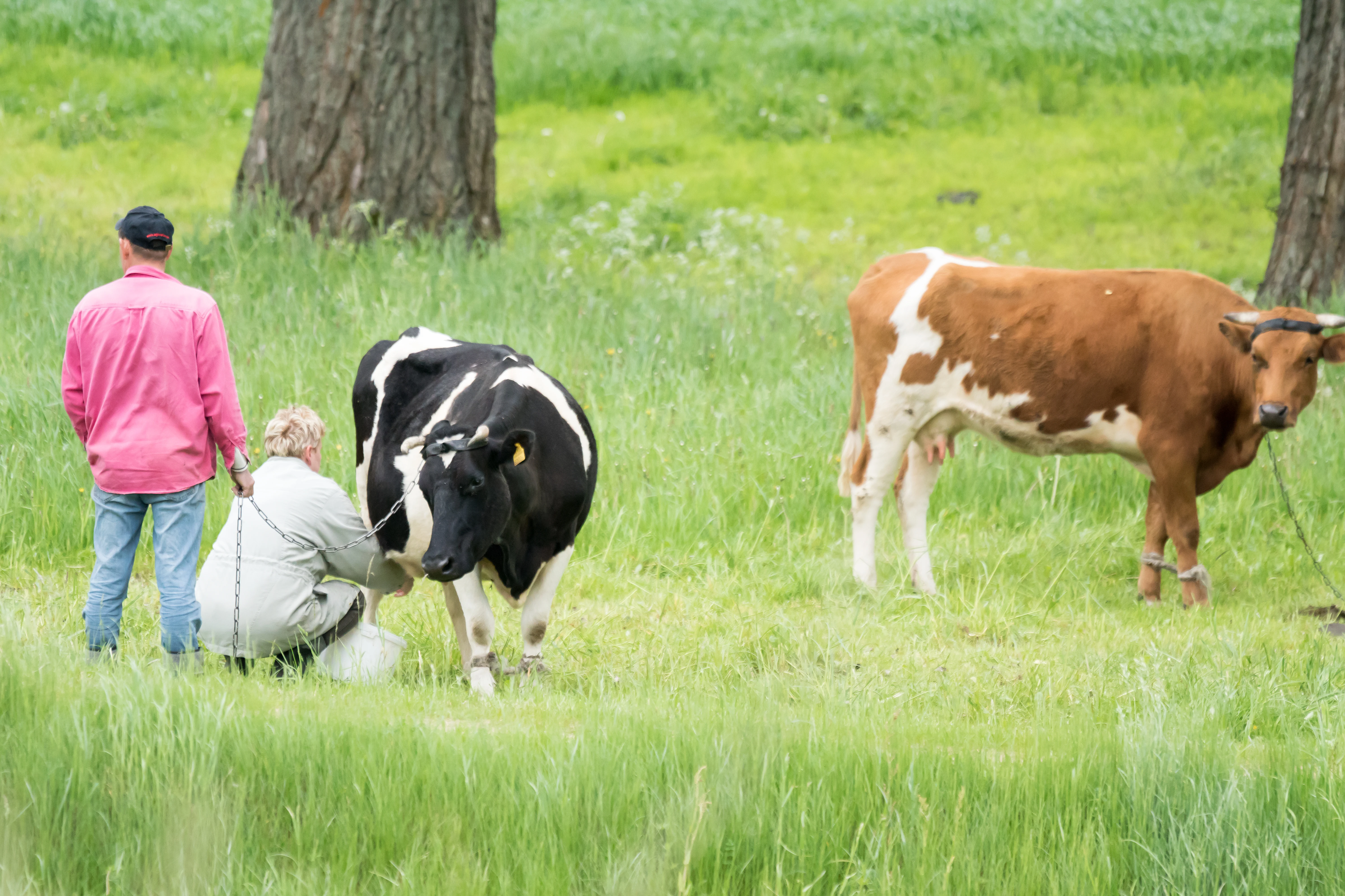 Milking cows, Jezioro Zygmunt Augusta, Poland — photo by Jim Bennett