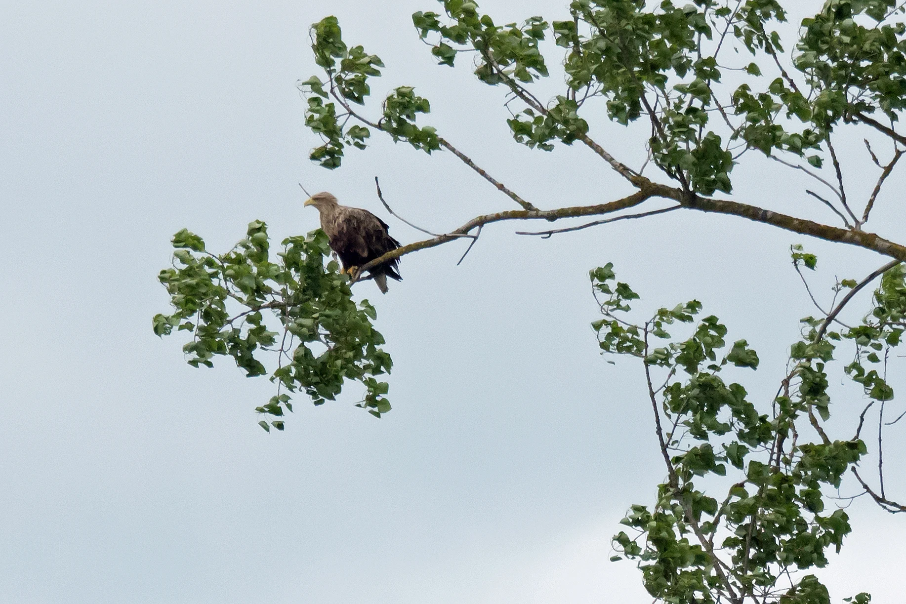 White-tailed Eagle, Jezioro Zygmunt Augusta, Poland — photo by Jim Bennett