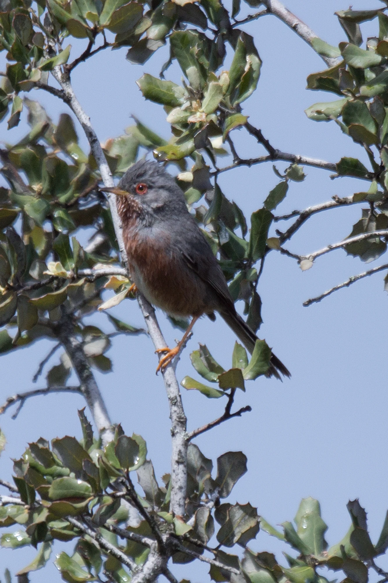 Dartford Warbler, Monfrague National Park, Extremadura, Spain — photo by Jim Bennett