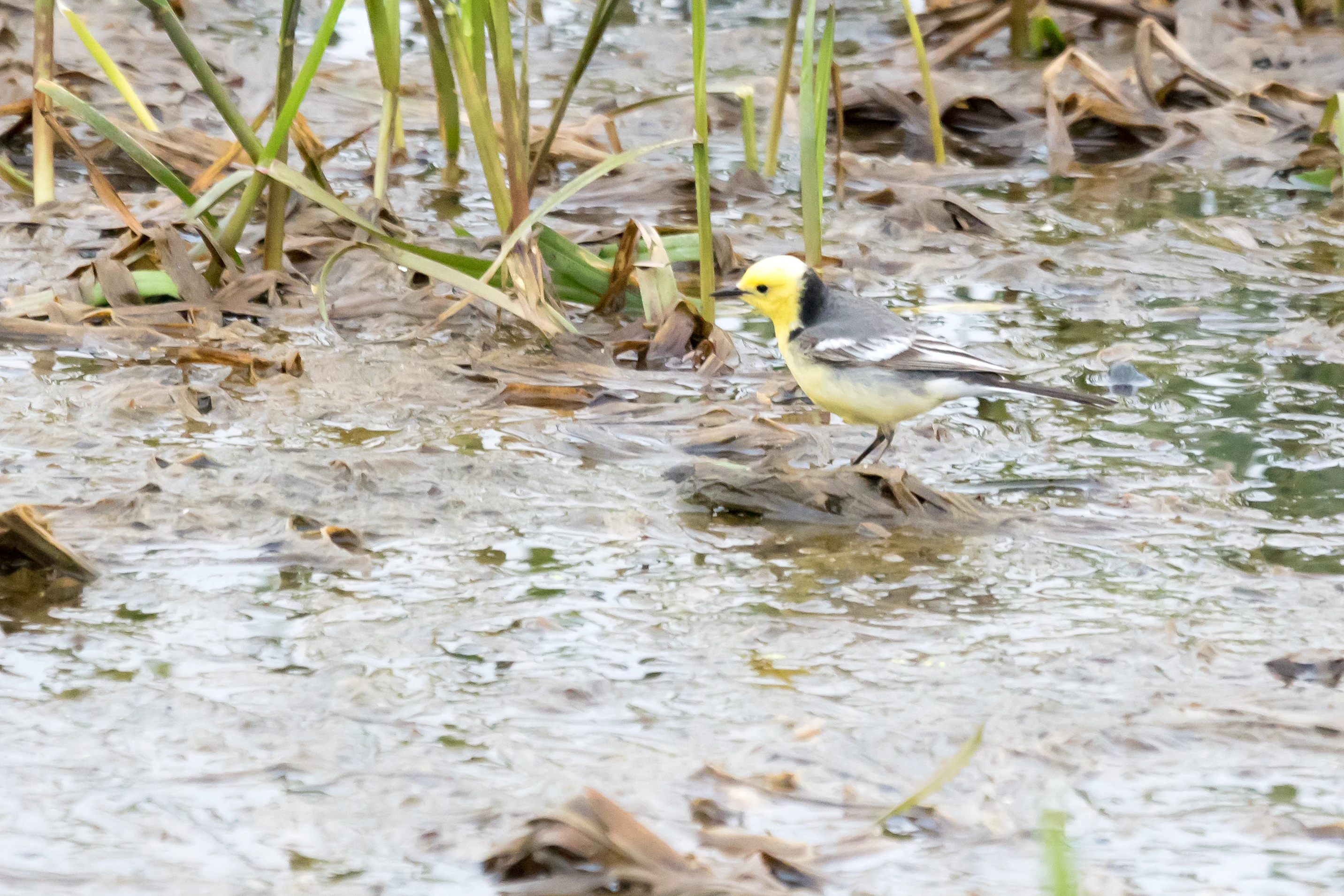 Citrine Wagtail, Goniadz, Poland — photo by Jim Bennett