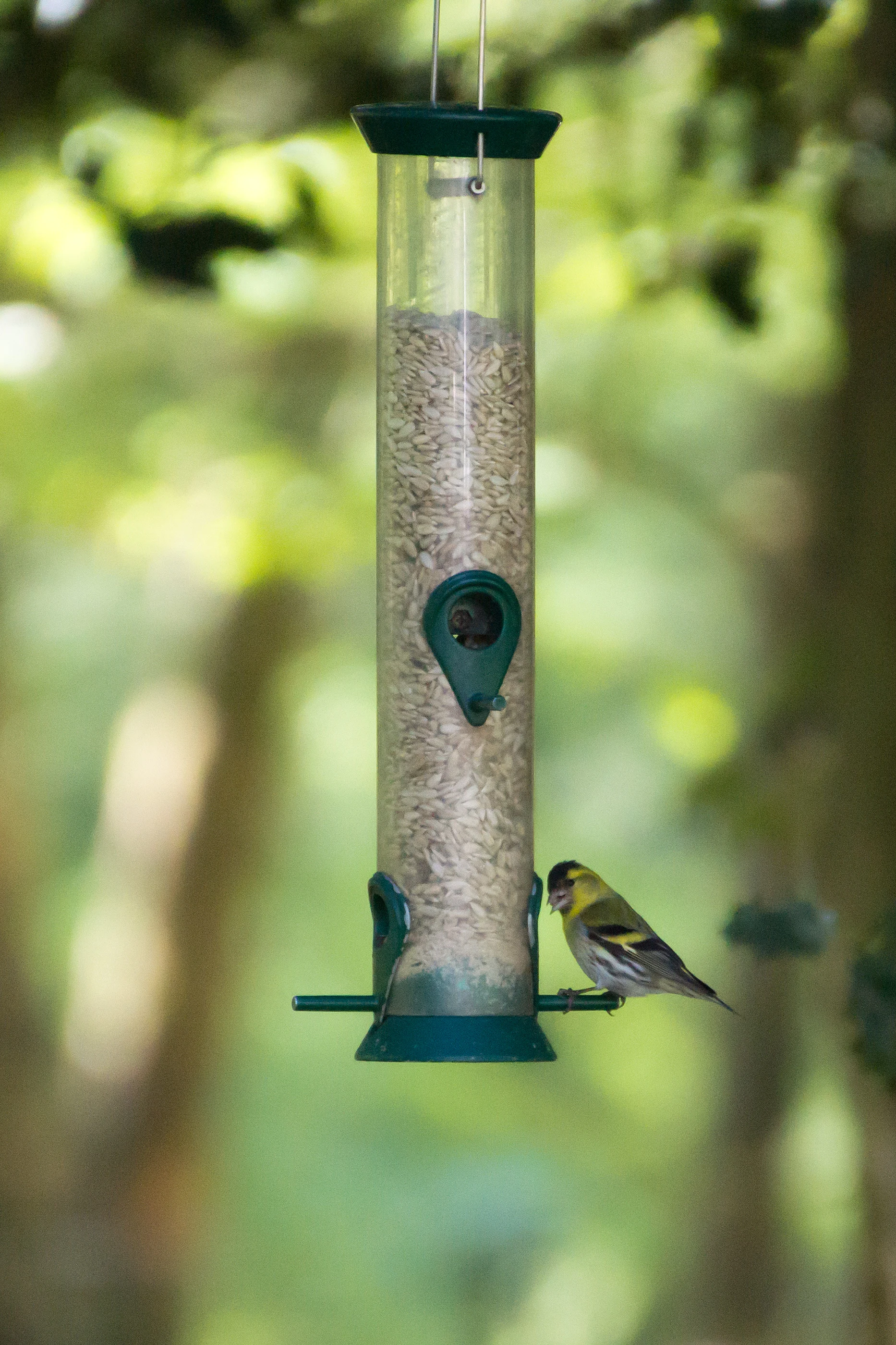 Siskin, New Forest Reptillary, New Forest, UK — photo by Jim Bennett