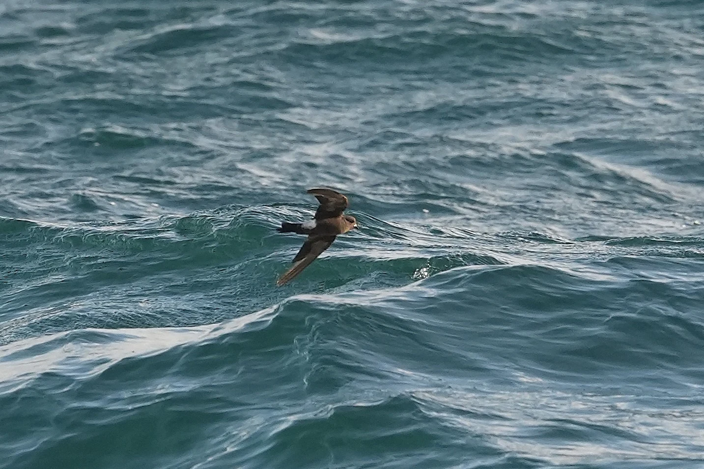 Wilson's Storm Petrel, Mounts Bay, Cornwall, UK — photo by Jim Bennett
