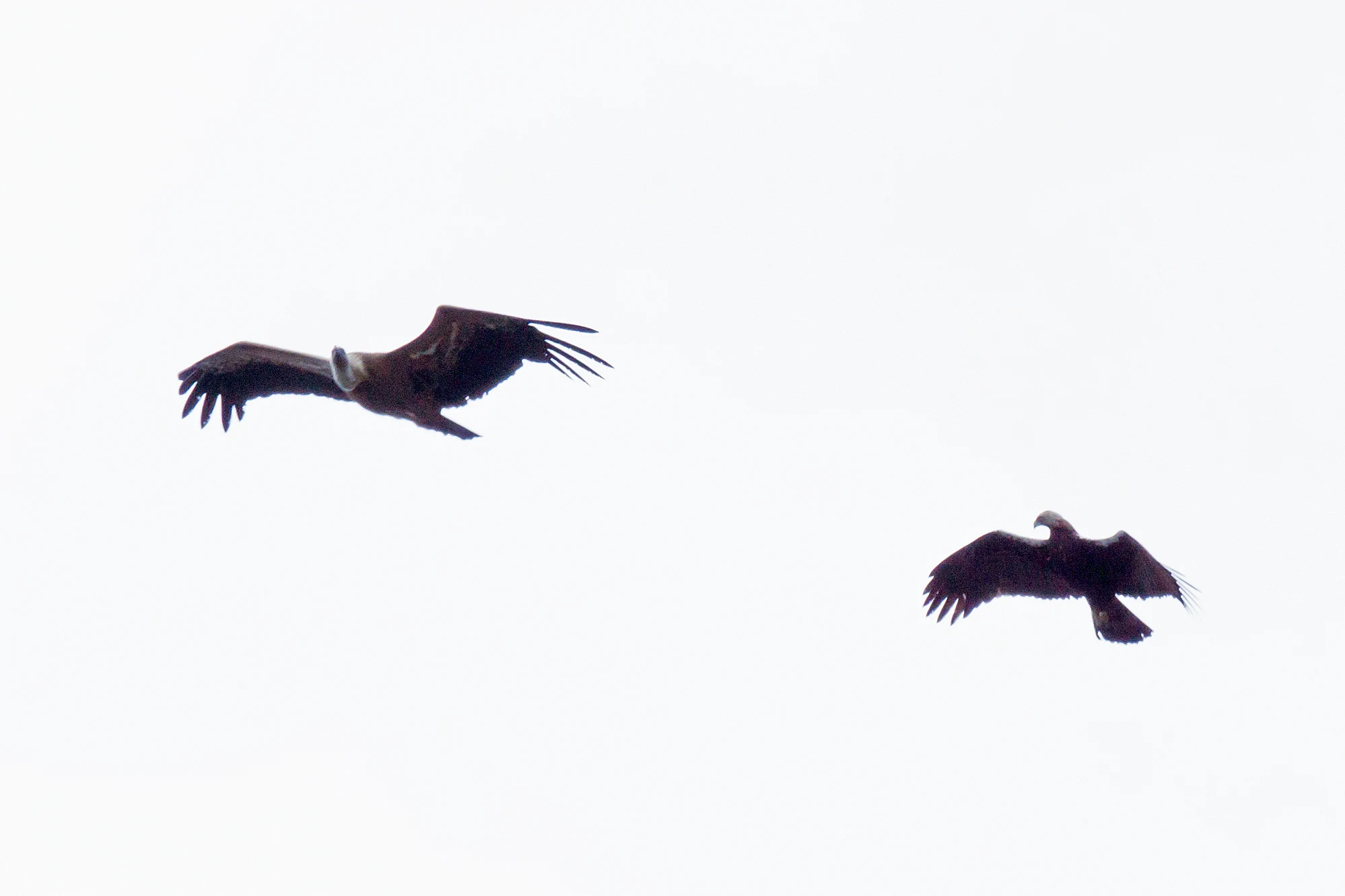 Griffon Vulture being attacked by Spanish Imperial Eagle, Monfrague National Park, Extremadura, Spain — photo by Jim Bennett