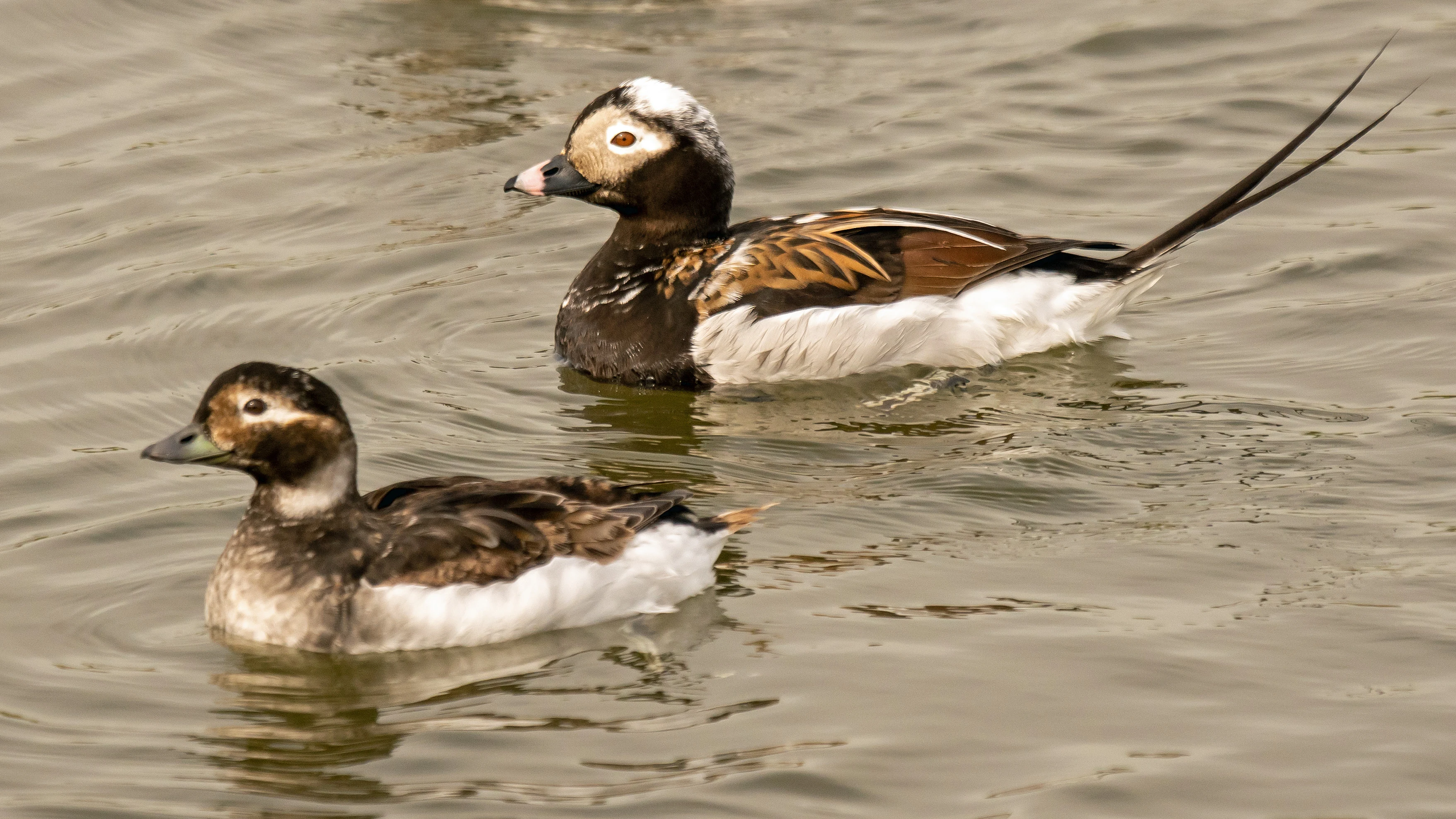 Long-tailed Duck, Peedie Sea, Orkney, UK — photo by Jim Bennett