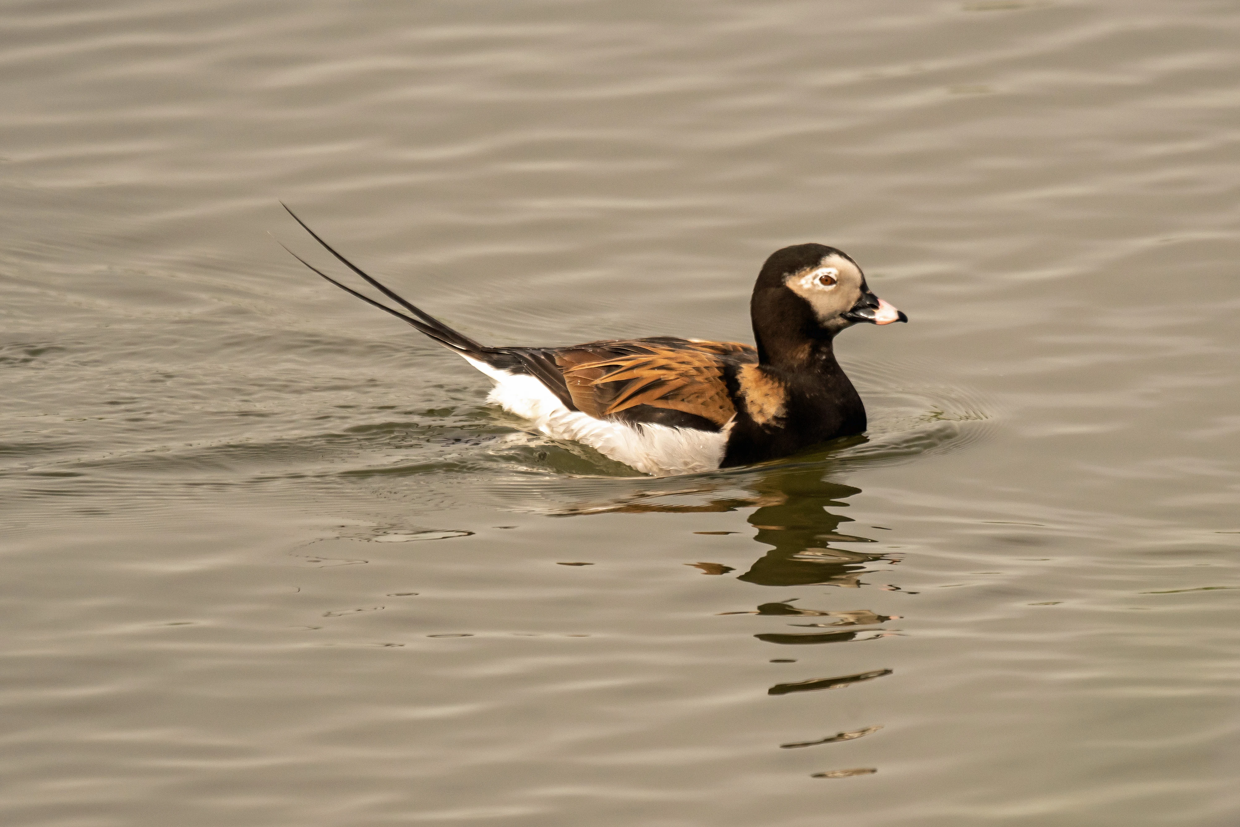 Long-tailed Duck, Peedie Sea, Orkney, UK — photo by Jim Bennett