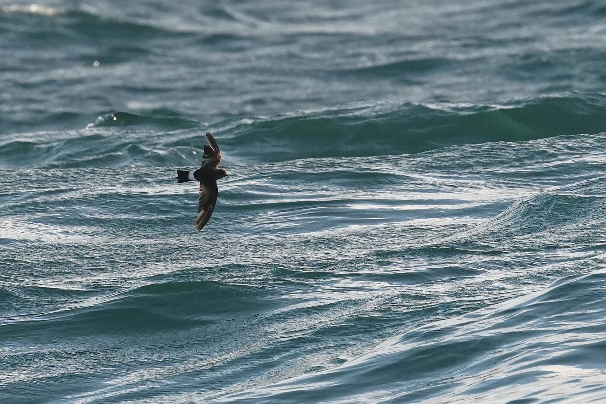 Wilson's Storm Petrel, Mounts Bay, Cornwall, UK — photo by Jim Bennett