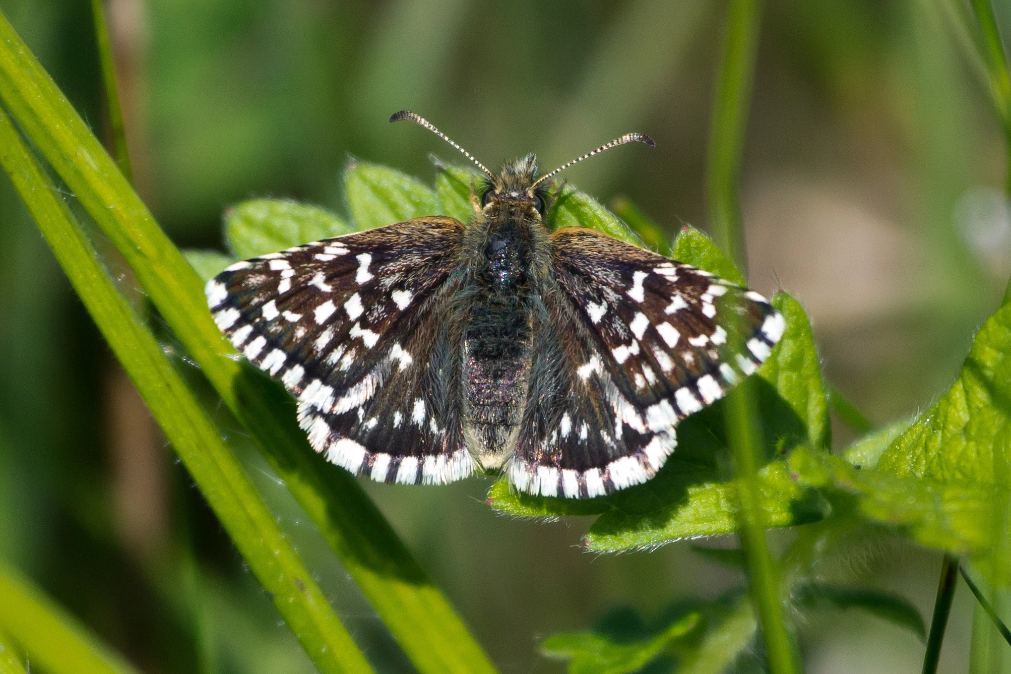Grizzled Skipper, Martin Down, New Forest, UK — photo by Jim Bennett