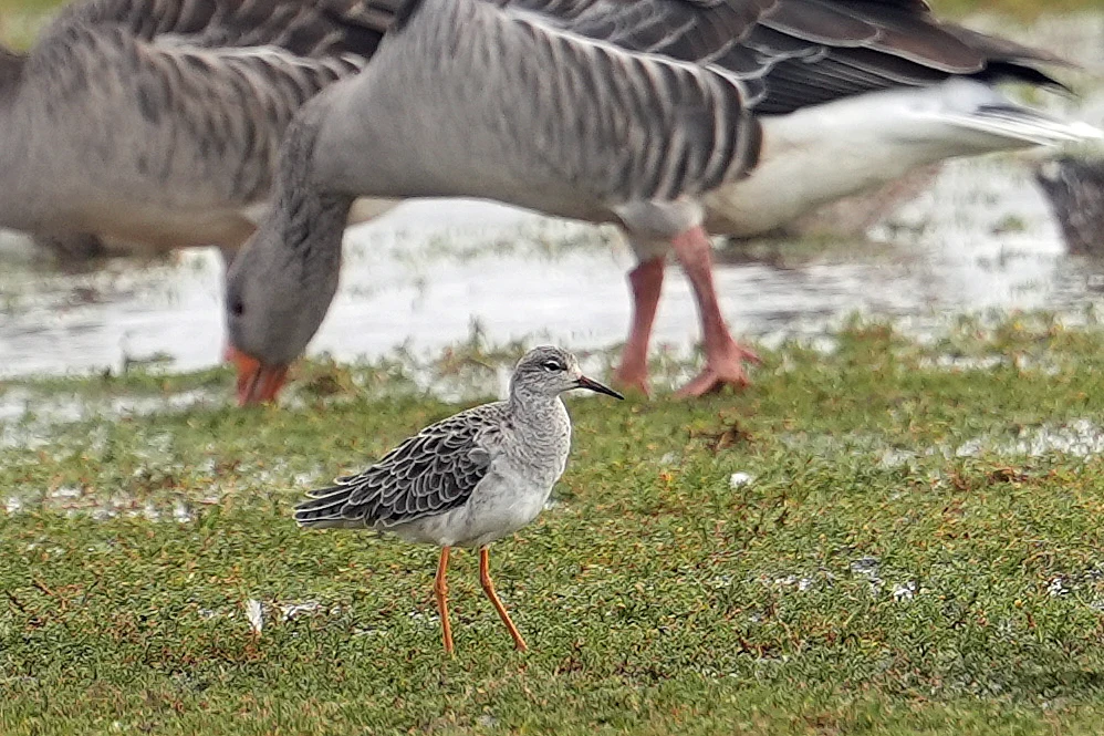 Ruff & Greylag Geese, RSPB Titchwell, Norfolk, UK — photo by Jim Bennett