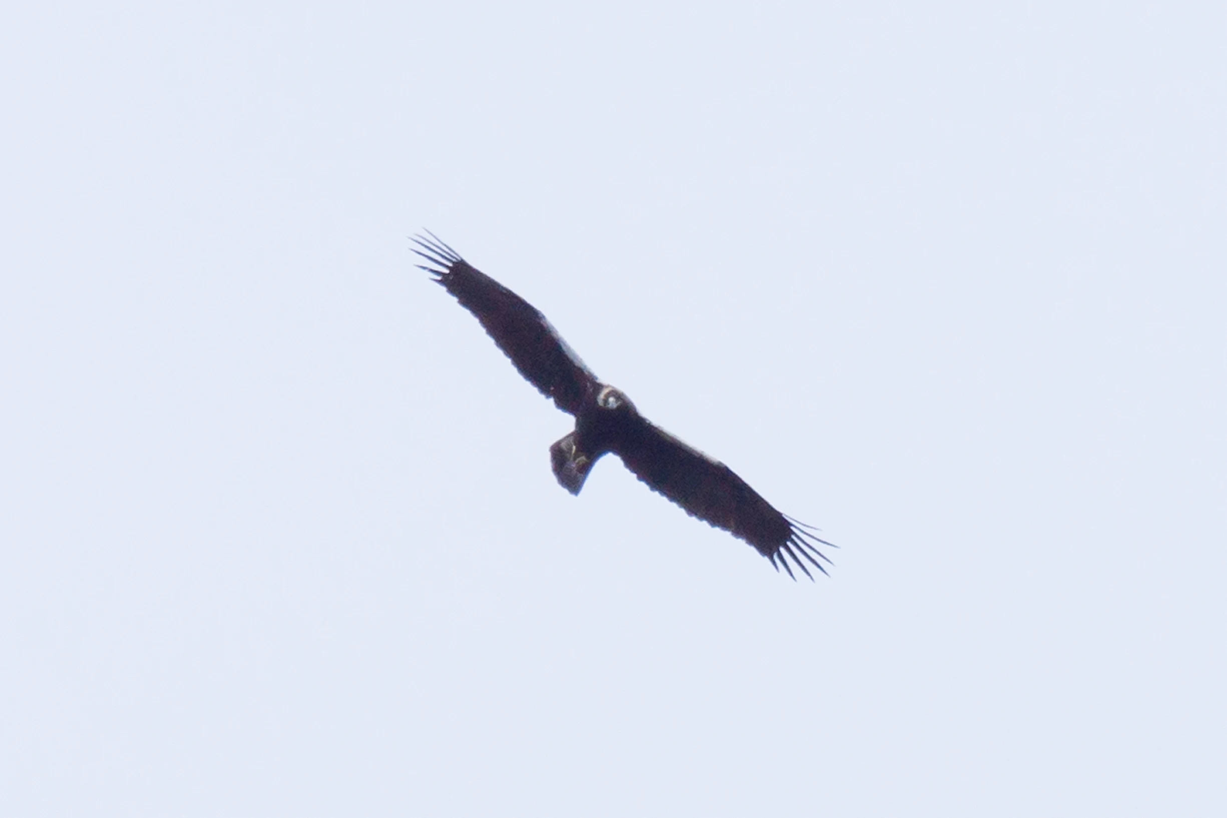 Spanish Imperial Eagle, Monfrague National Park, Extremadura, Spain — photo by Jim Bennett
