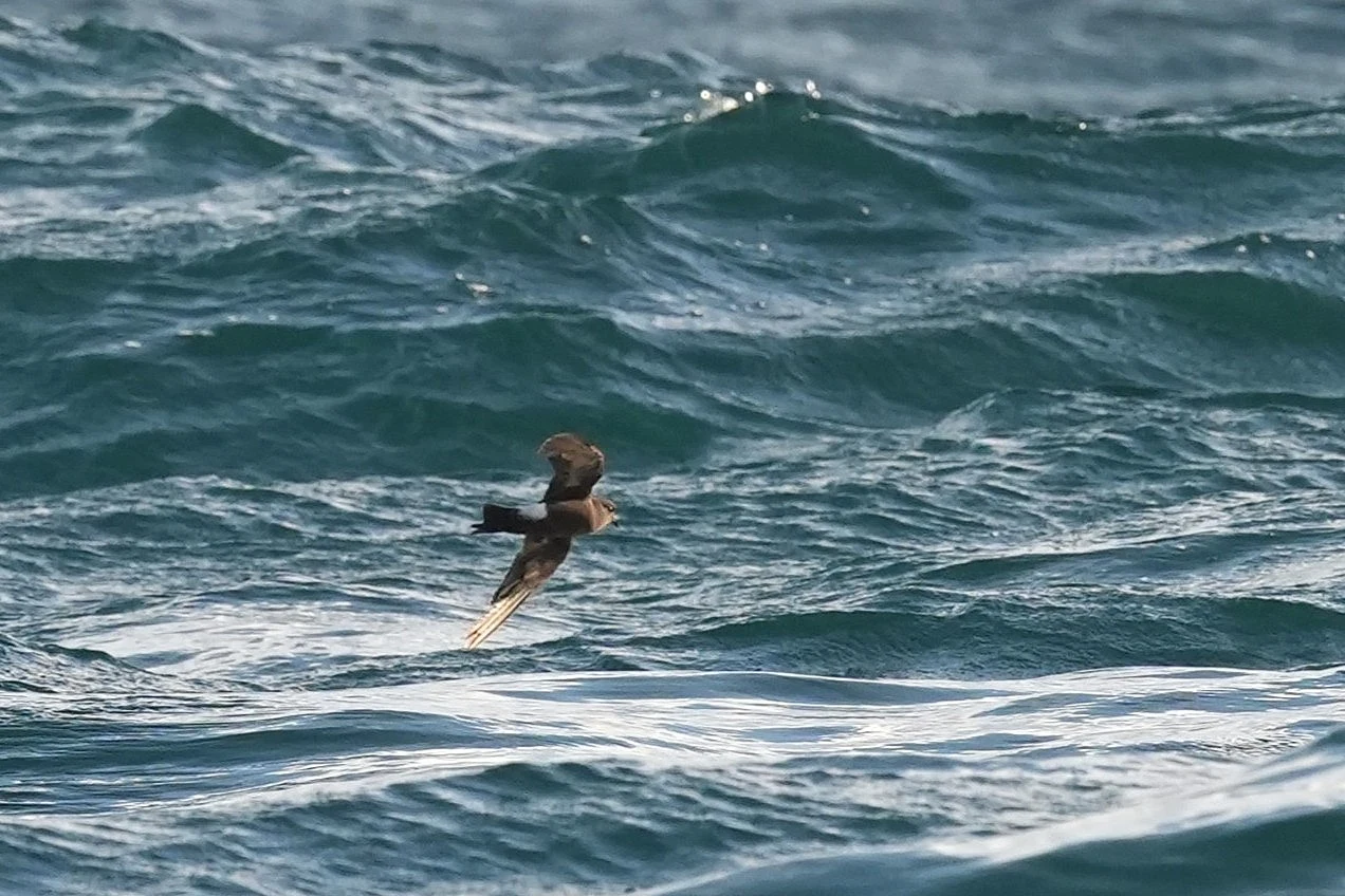 Wilson's Storm Petrel, Mounts Bay, Cornwall, UK — photo by Jim Bennett
