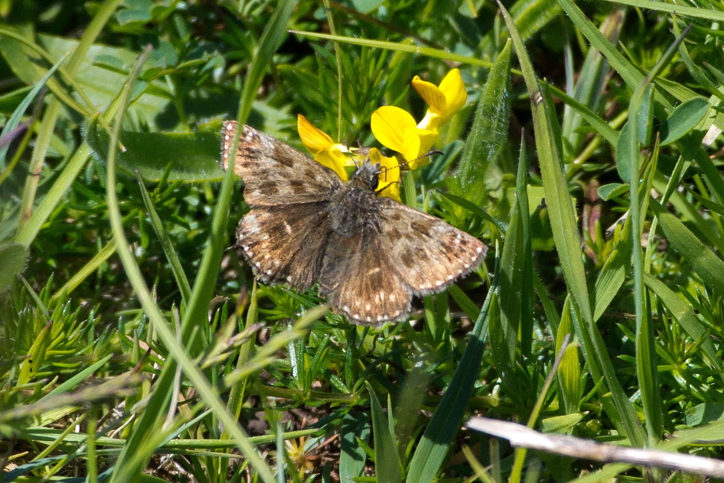 Dingy Skipper, Martin Down, New Forest, UK — photo by Jim Bennett