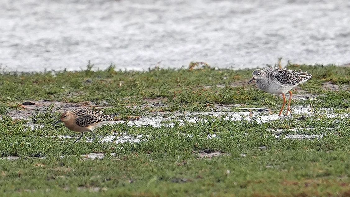 Ruff, RSPB Titchwell, Norfolk, UK — photo by Jim Bennett