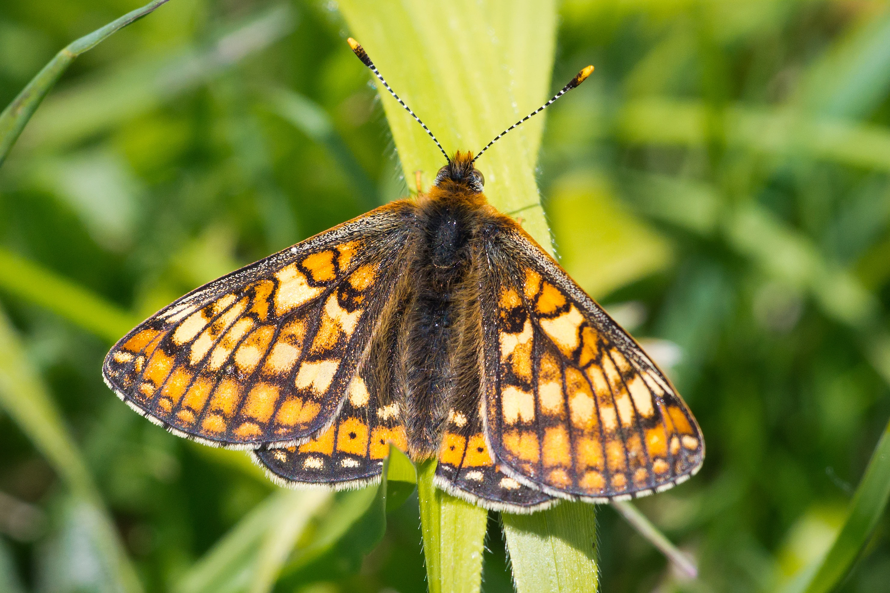 Marsh Fritillary, Martin Down, New Forest, UK — photo by Jim Bennett