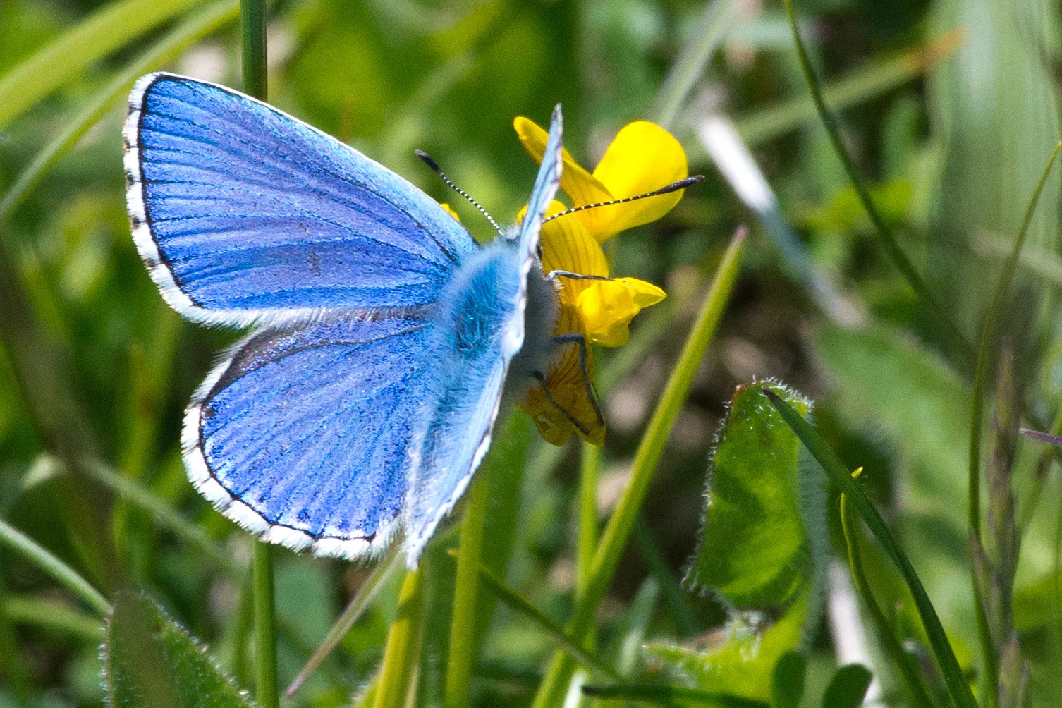 Adonis Blue, Martin Down, New Forest, UK — photo by Jim Bennett