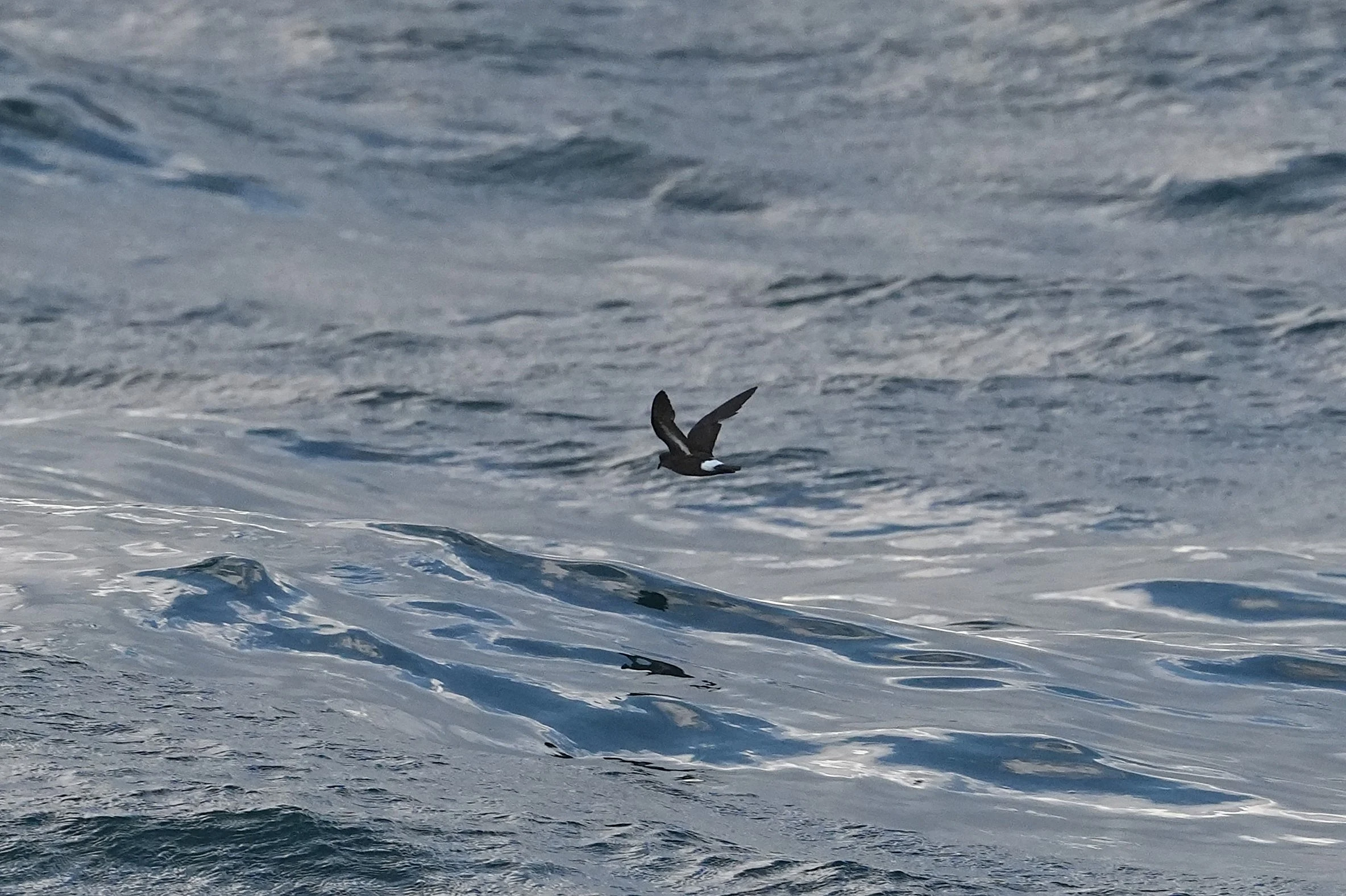 European Storm Petrel, Mounts Bay, Cornwall, UK — photo by Jim Bennett