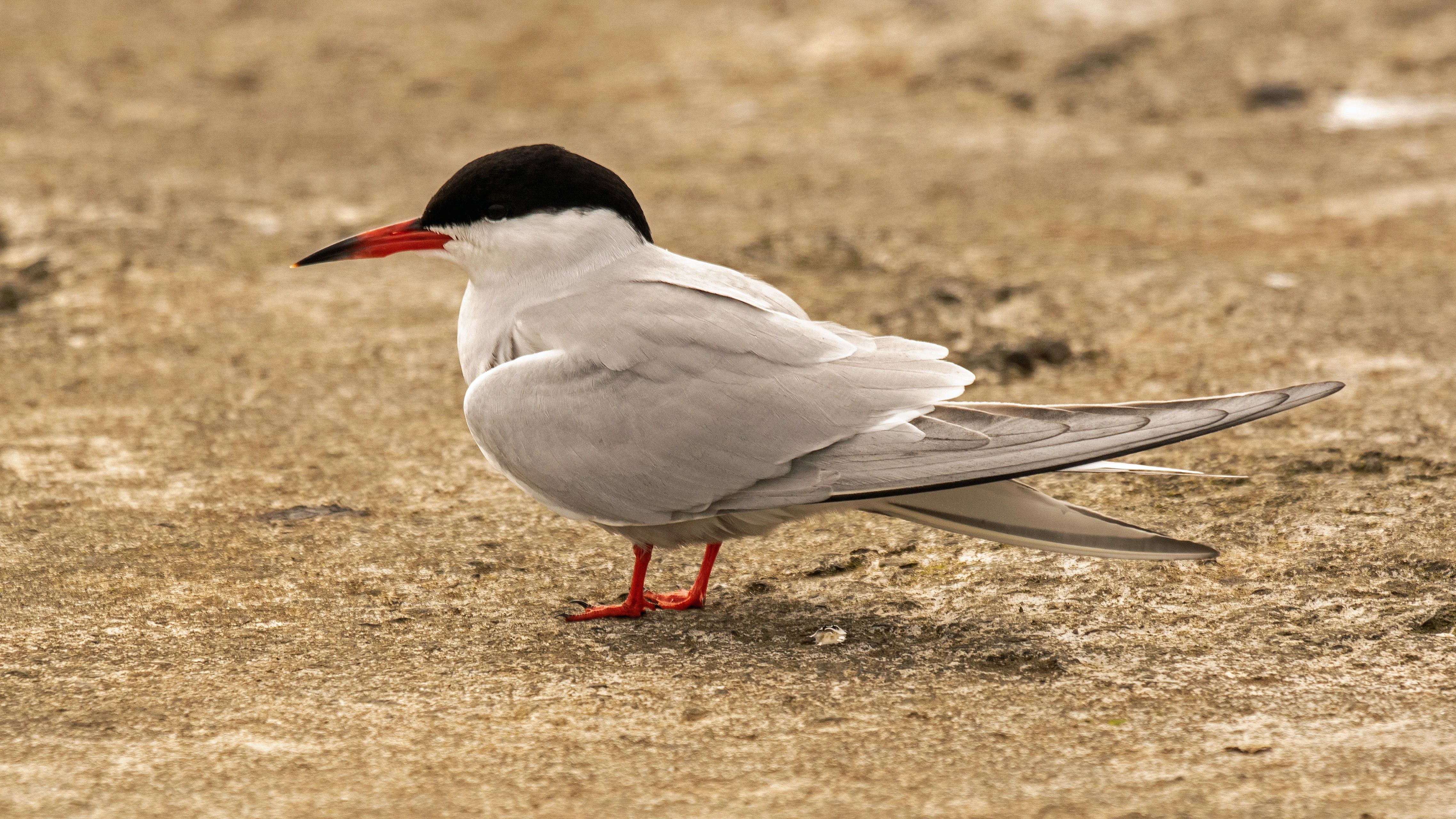 Common Tern, Peedie Sea, Orkney, UK — photo by Jim Bennett
