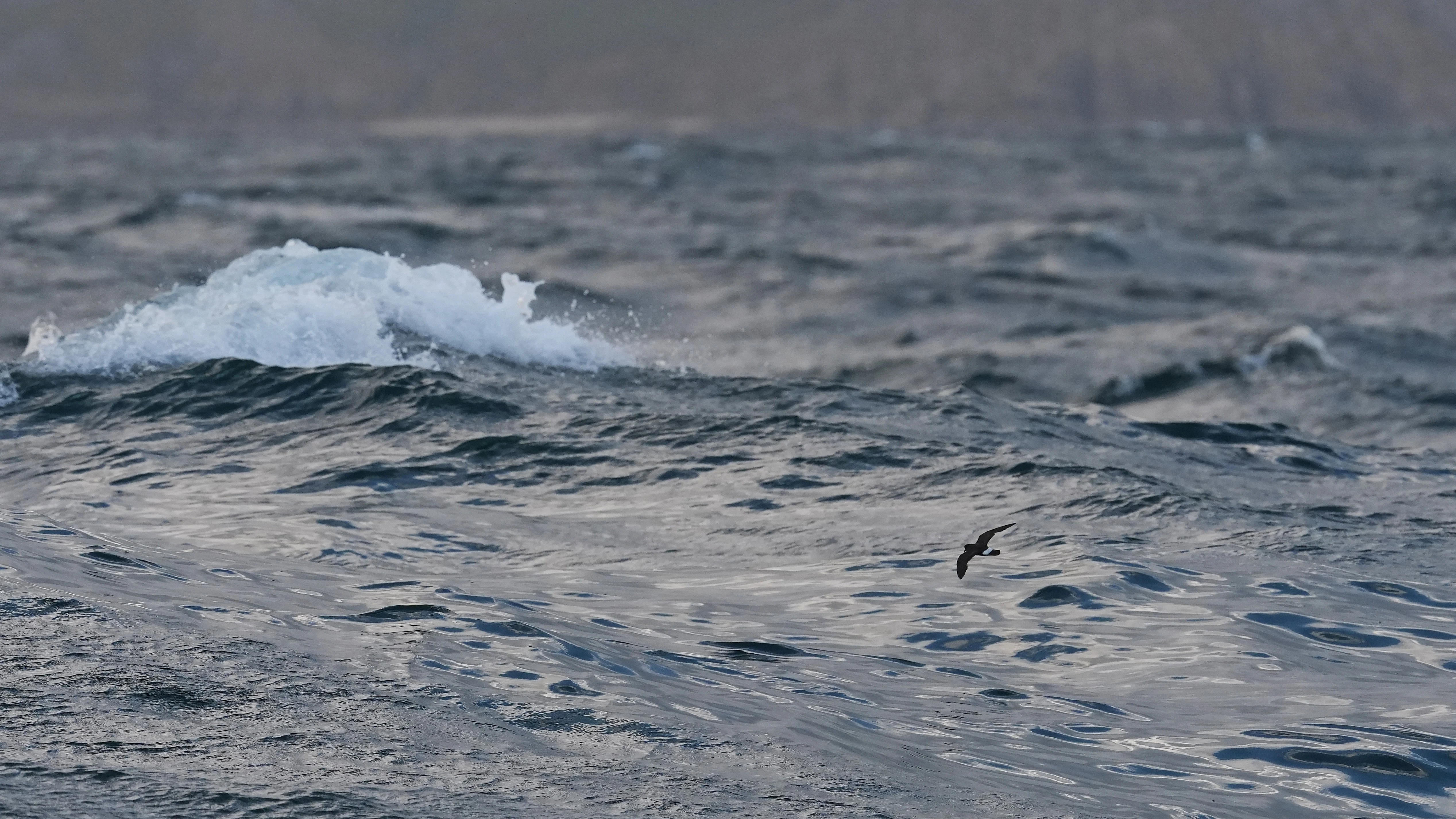 European Storm Petrel, Mounts Bay, Cornwall, UK — photo by Jim Bennett
