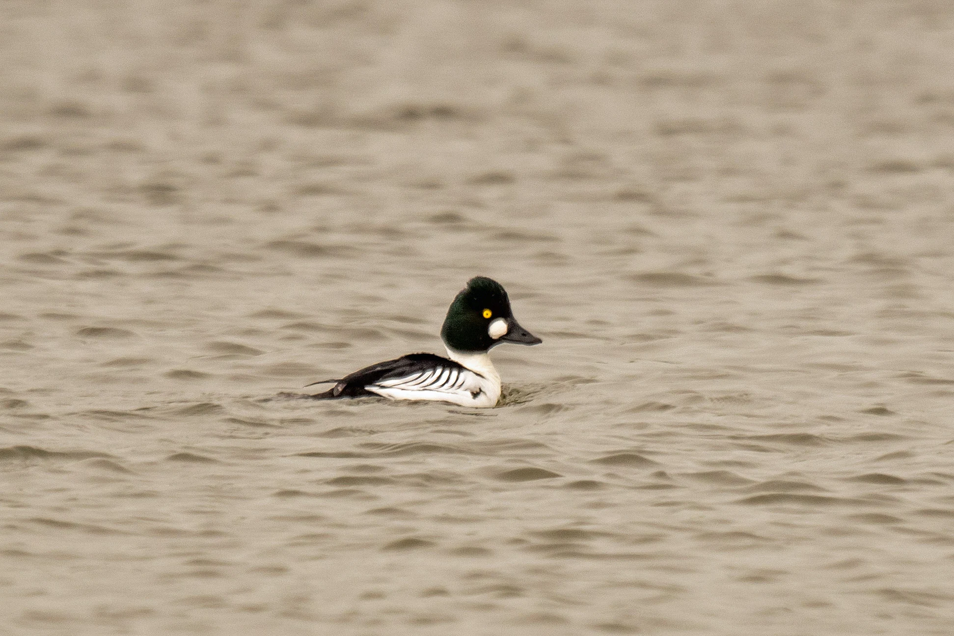 Common Goldeneye, Peedie Sea, Orkney, UK — photo by Jim Bennett