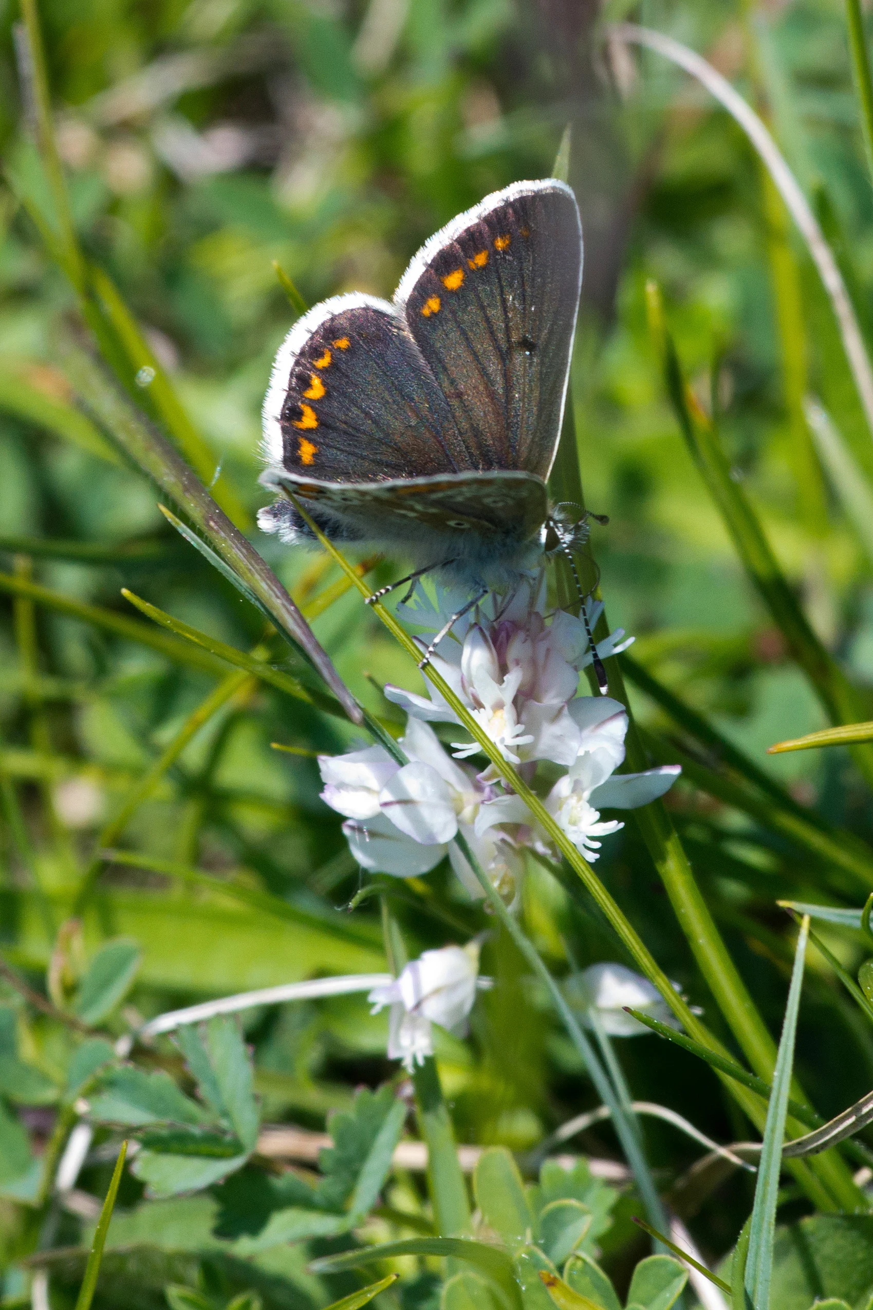 Brown Argus, Martin Down, New Forest, UK — photo by Jim Bennett