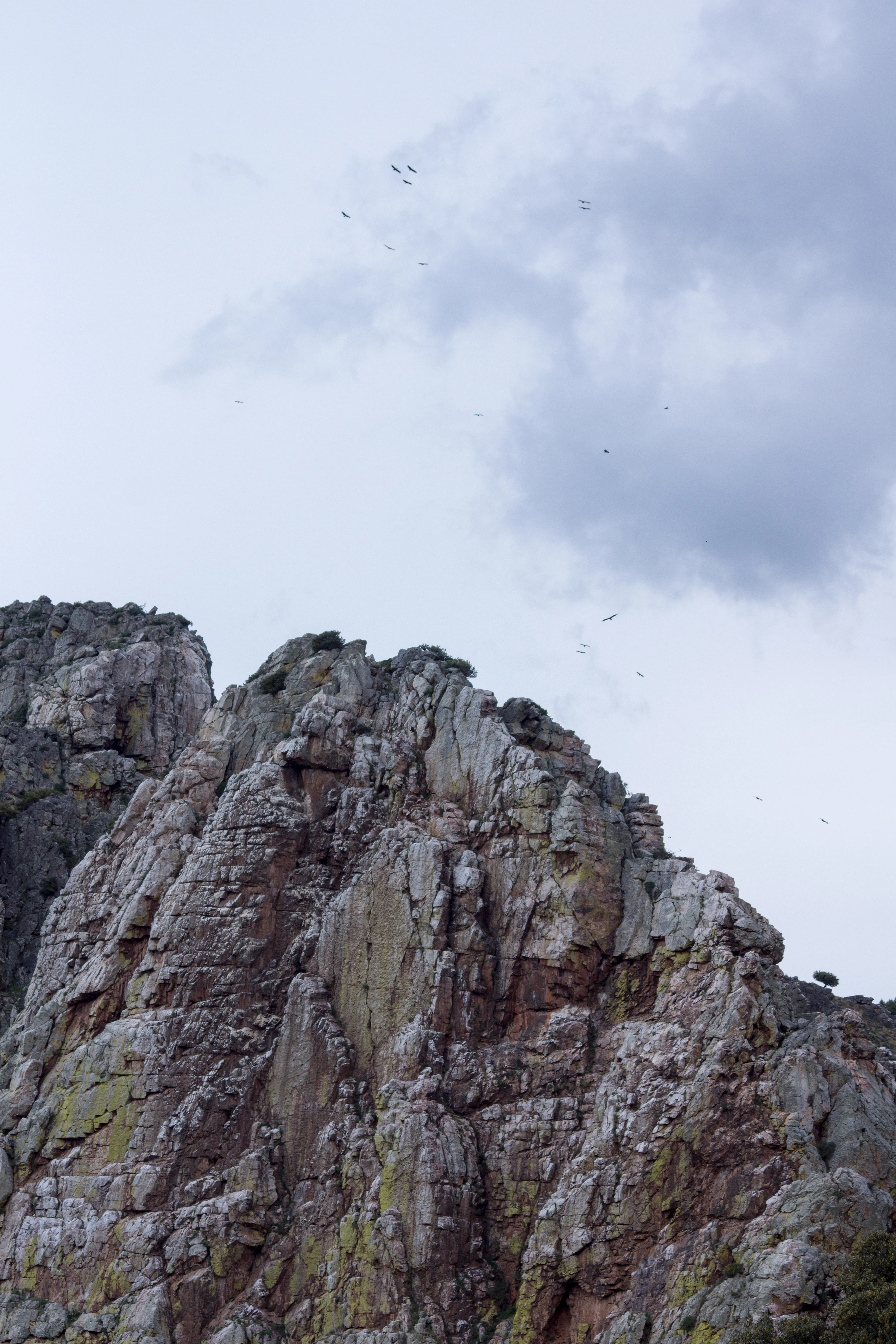 Griffon Vultures, Monfrague National Park, Extremadura, Spain — photo by Jim Bennett