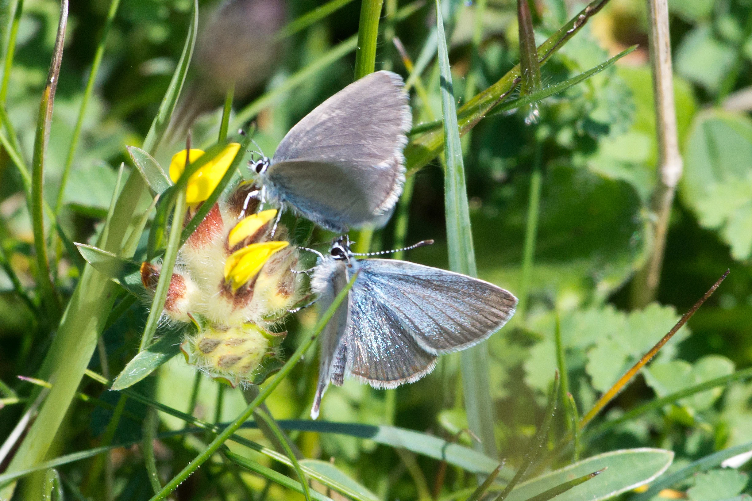 Small Blue, Martin Down, New Forest, UK — photo by Jim Bennett