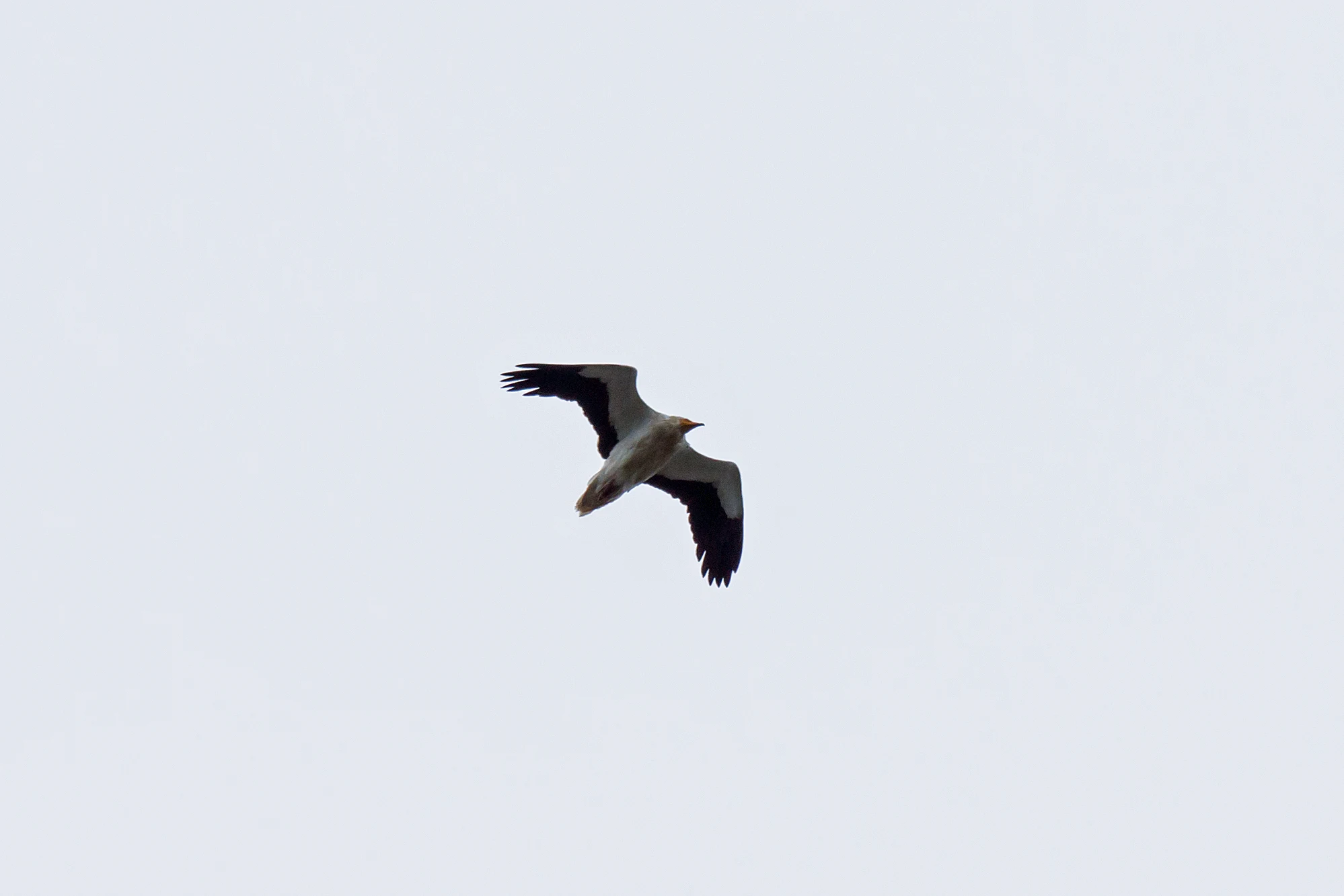Egyptian Vulture, Monfrague National Park, Extremadura, Spain — photo by Jim Bennett