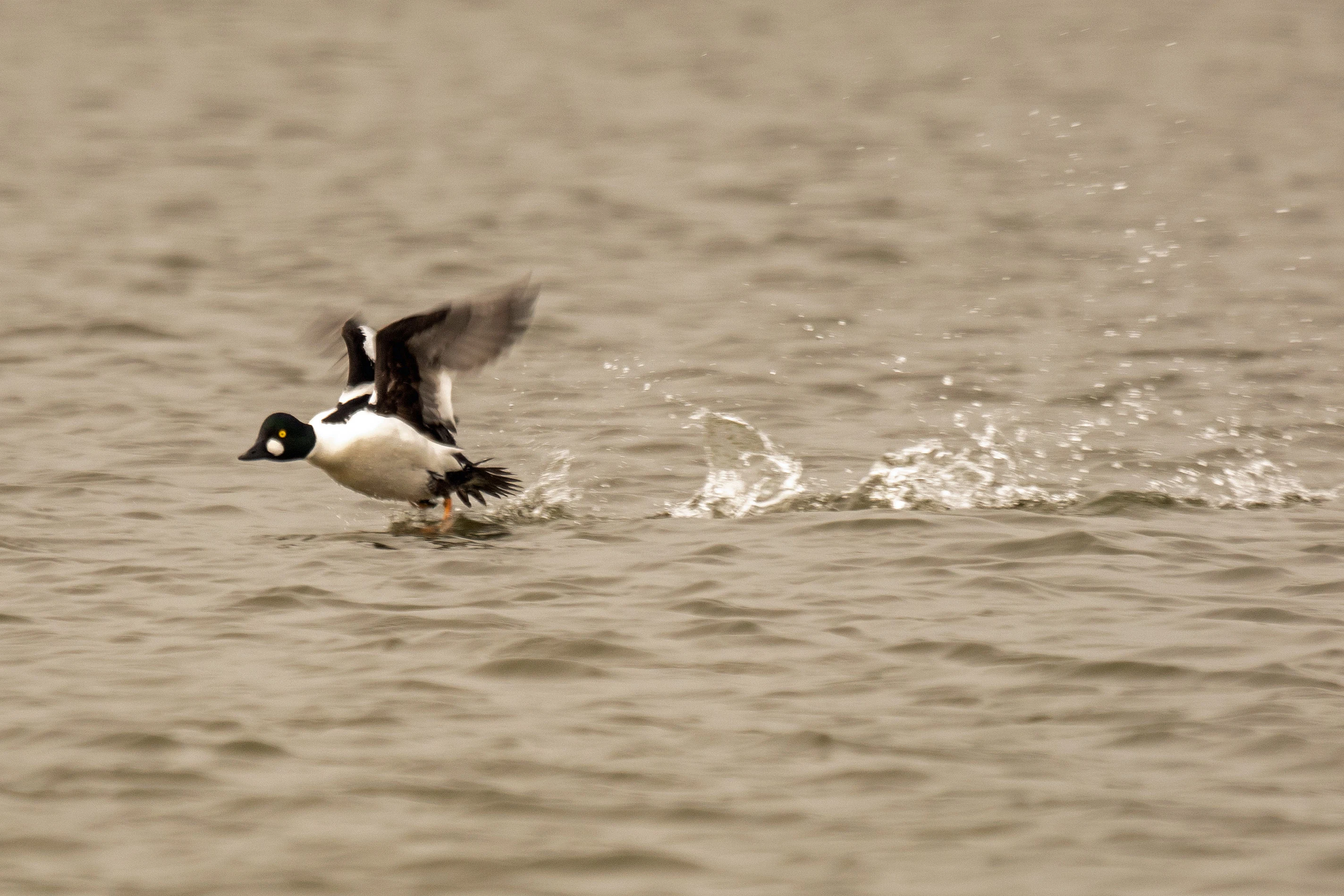 Common Goldeneye, Peedie Sea, Orkney, UK — photo by Jim Bennett