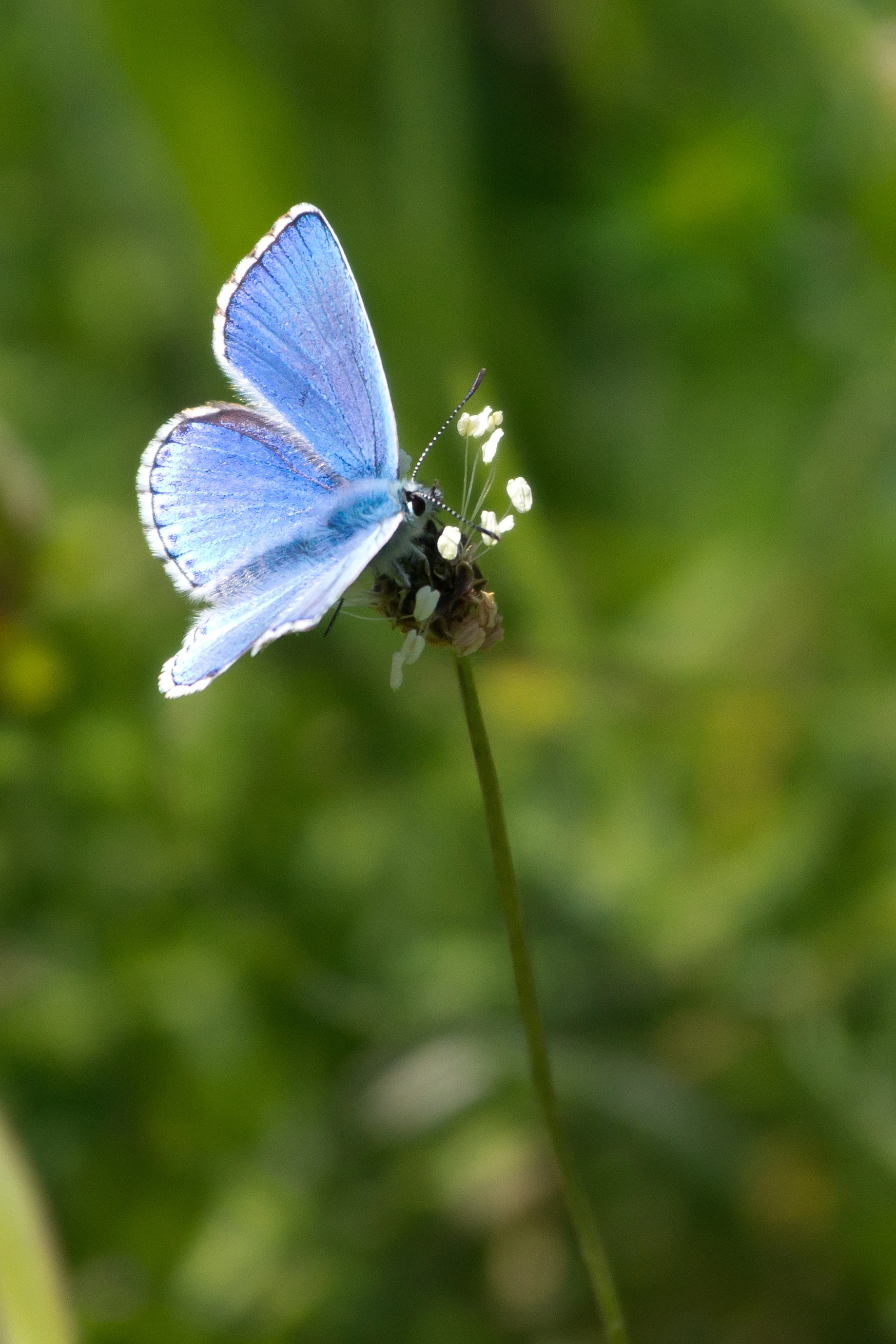 Adonis Blue, Martin Down, New Forest, UK — photo by Jim Bennett