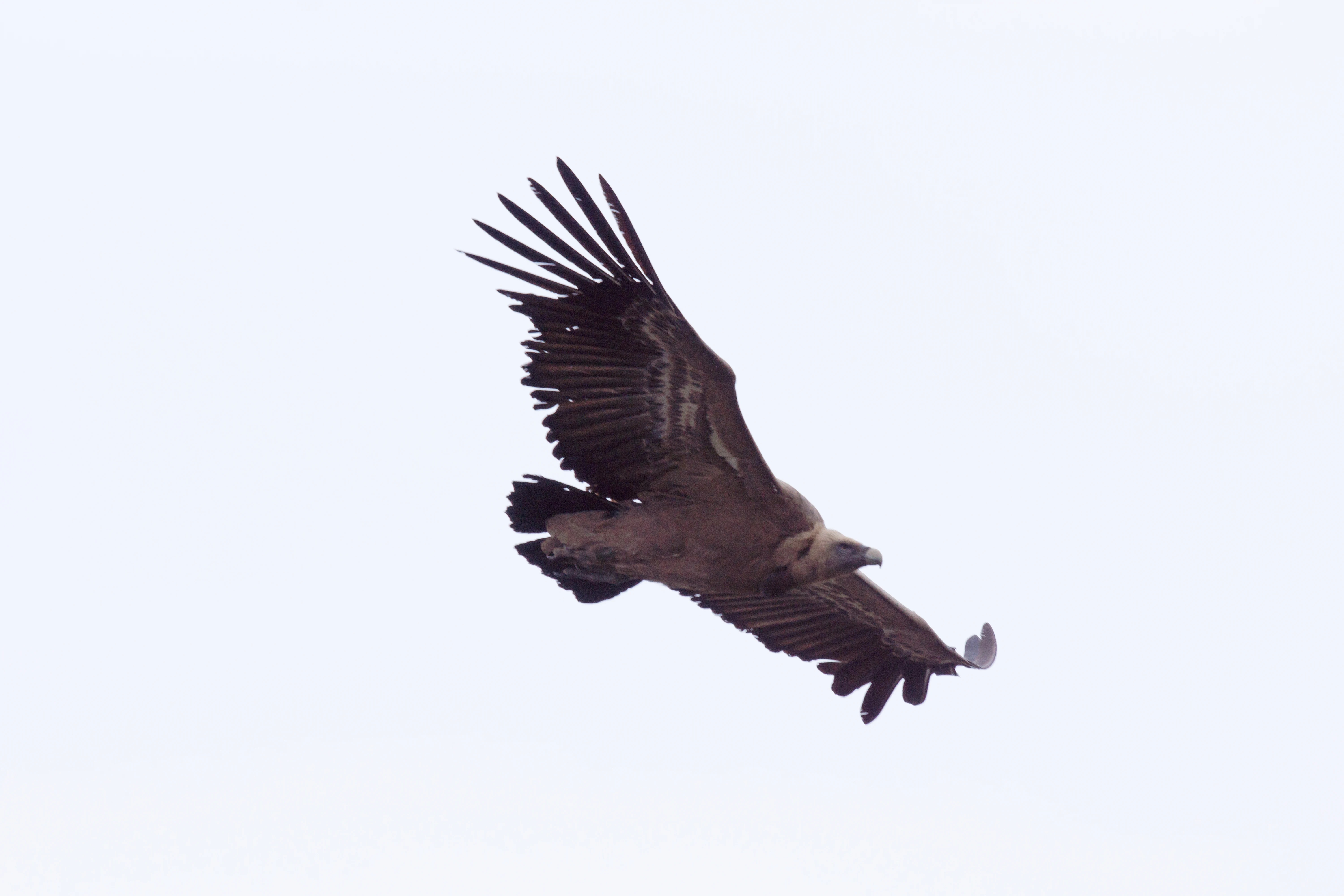 Griffon Vulture, Monfrague National Park, Extremadura, Spain — photo by Jim Bennett