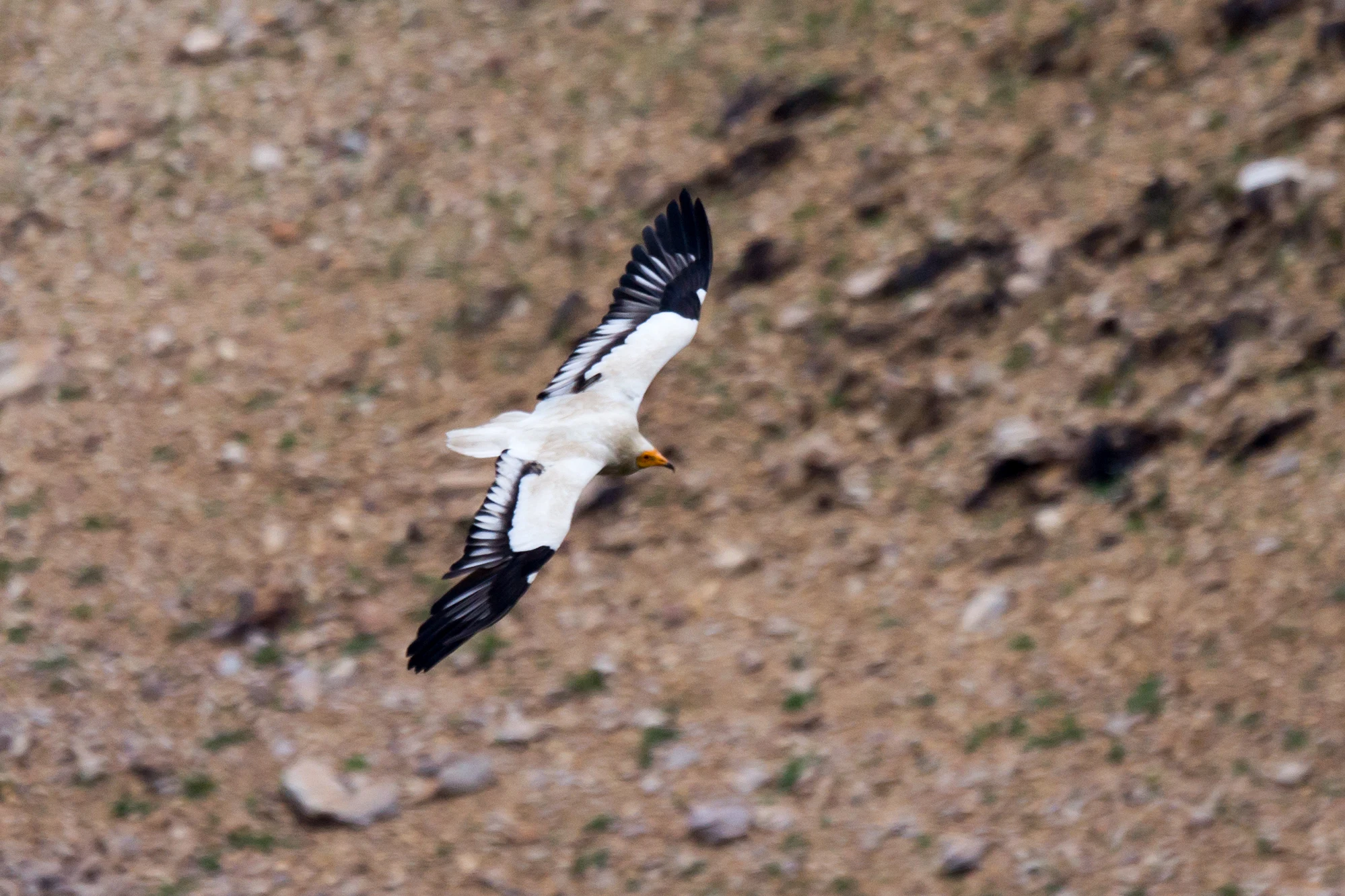 Egyptian Vulture, Monfrague National Park, Extremadura, Spain — photo by Jim Bennett