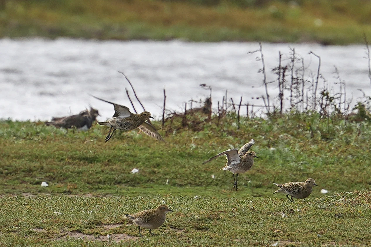 Golden Plover, RSPB Titchwell, Norfolk, UK — photo by Jim Bennett