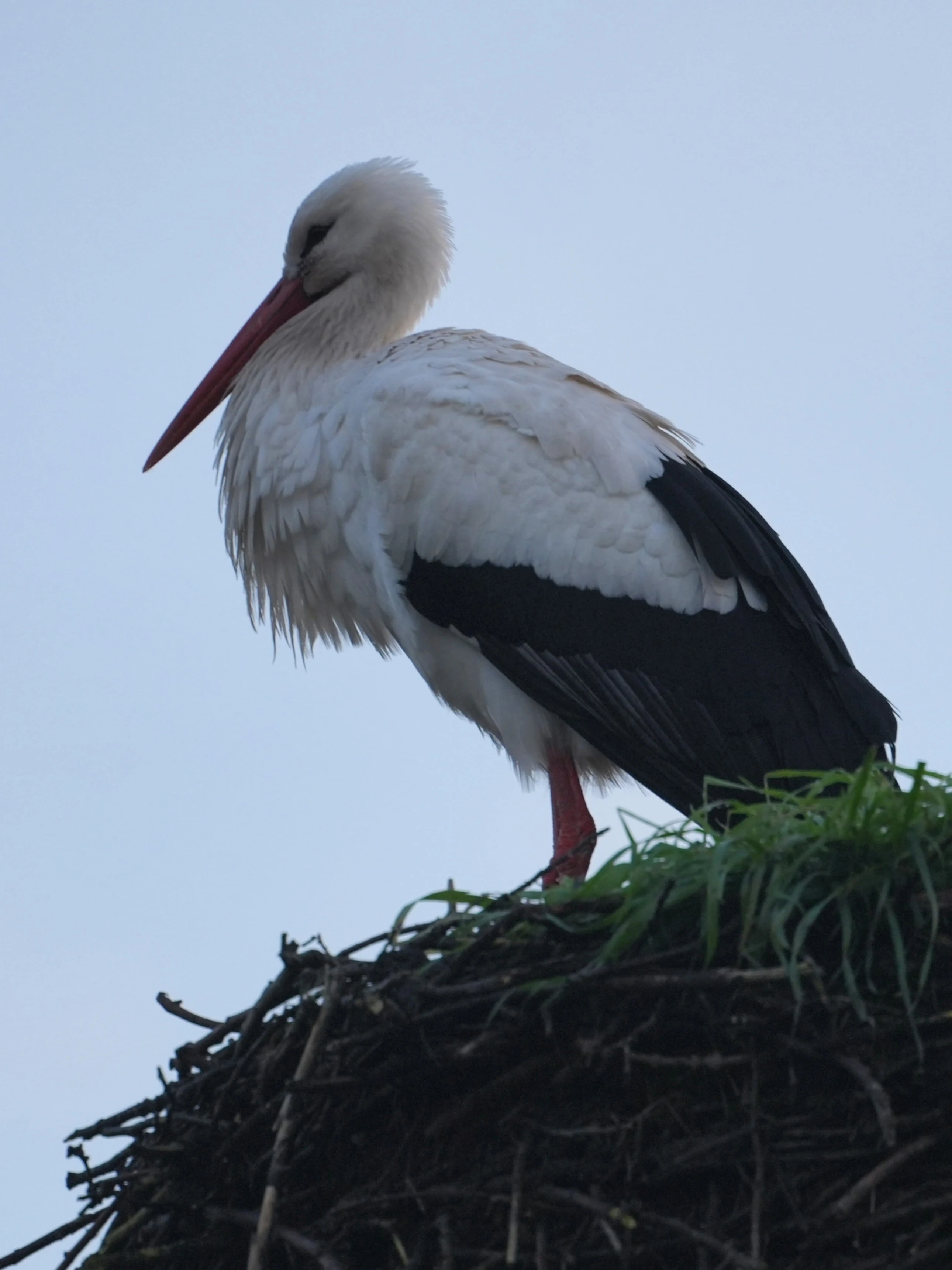 White Stork, Natuurpark Lelystad, Lelystad, Flevoland, Netherlands — photo by Jim Bennett