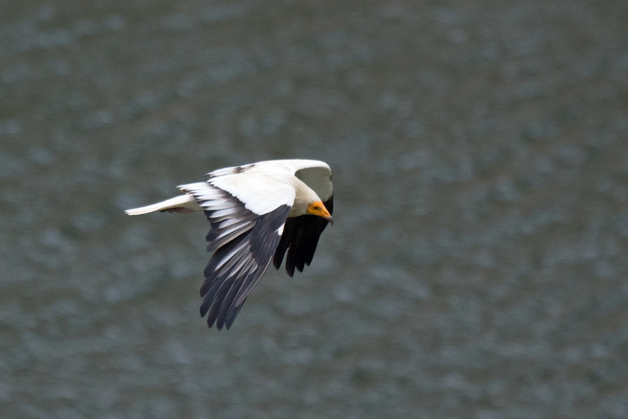 Egyptian Vulture, Monfrague National Park, Extremadura, Spain — photo by Jim Bennett