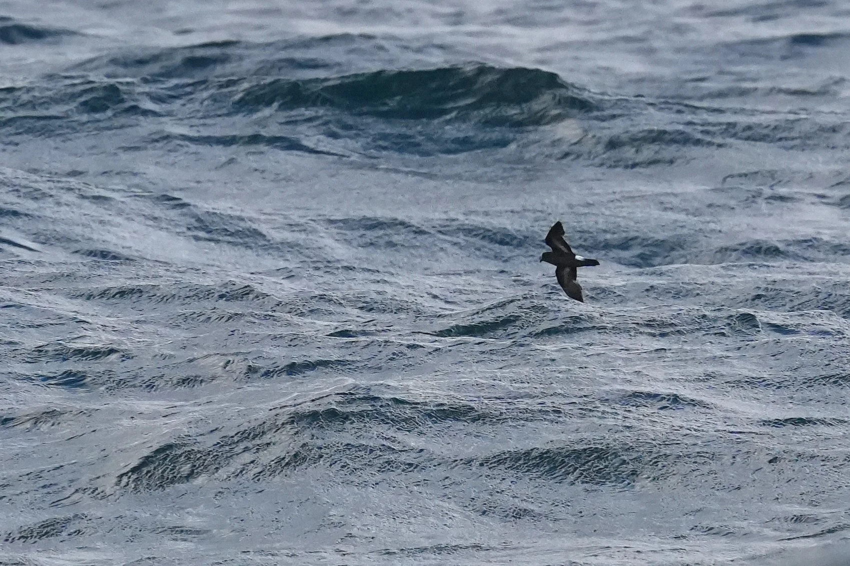 European Storm Petrel, Mount's Bay, Cornwall, UK — photo by Jim Bennett